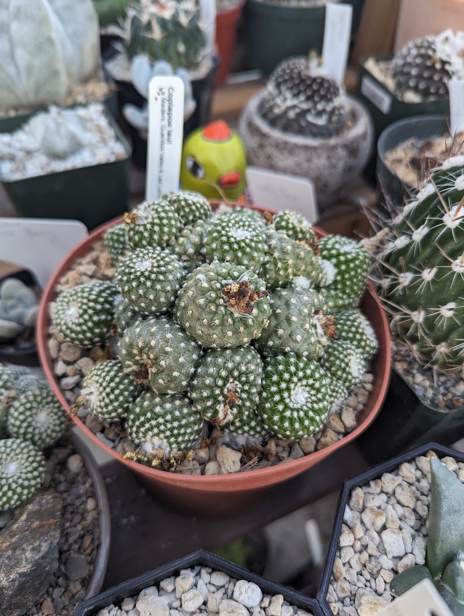 Copiapoa laui