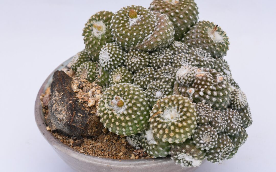 How to Grow Copiapoa laui – the Smallest Copiapoa