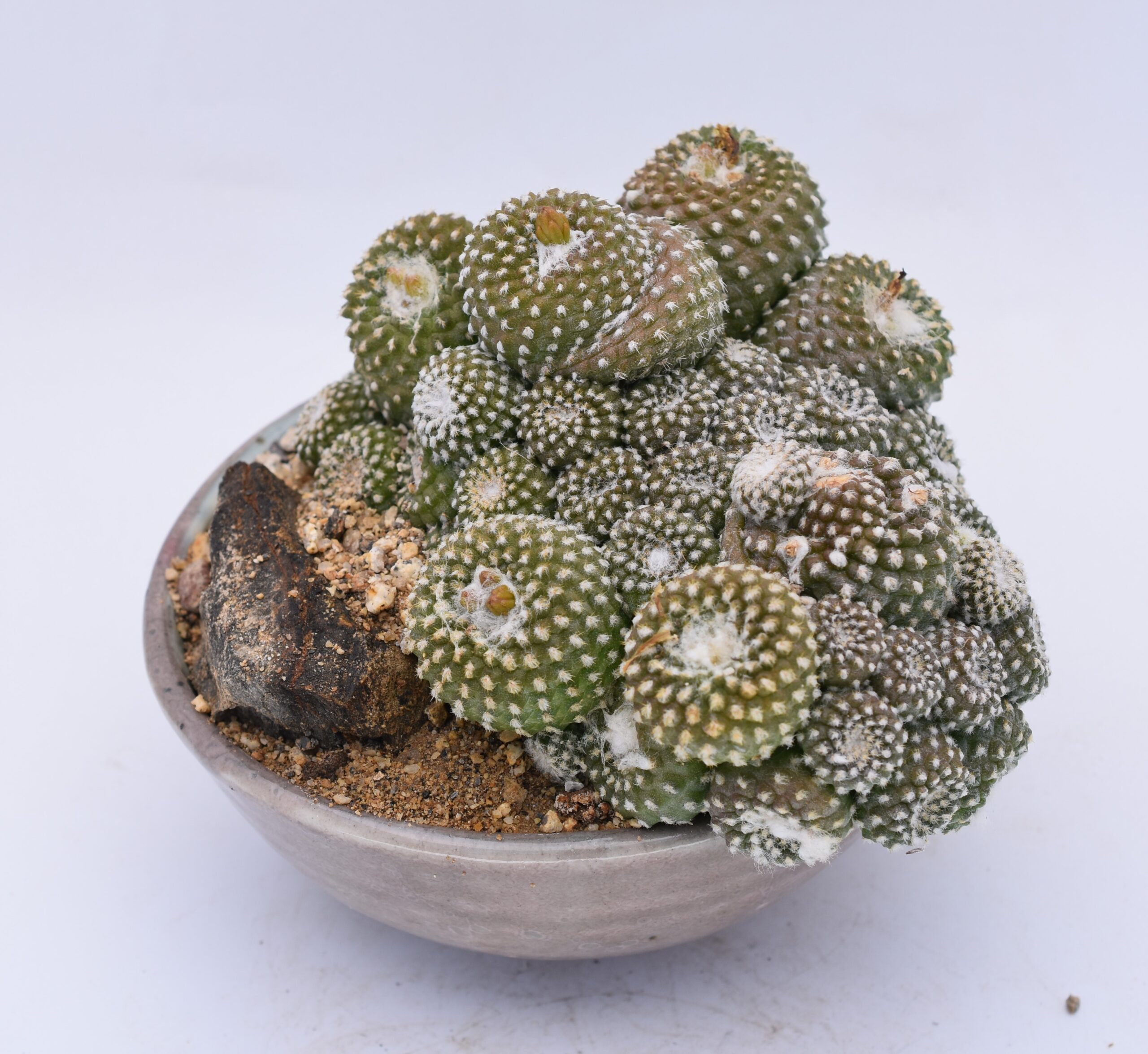 copiapoa laui