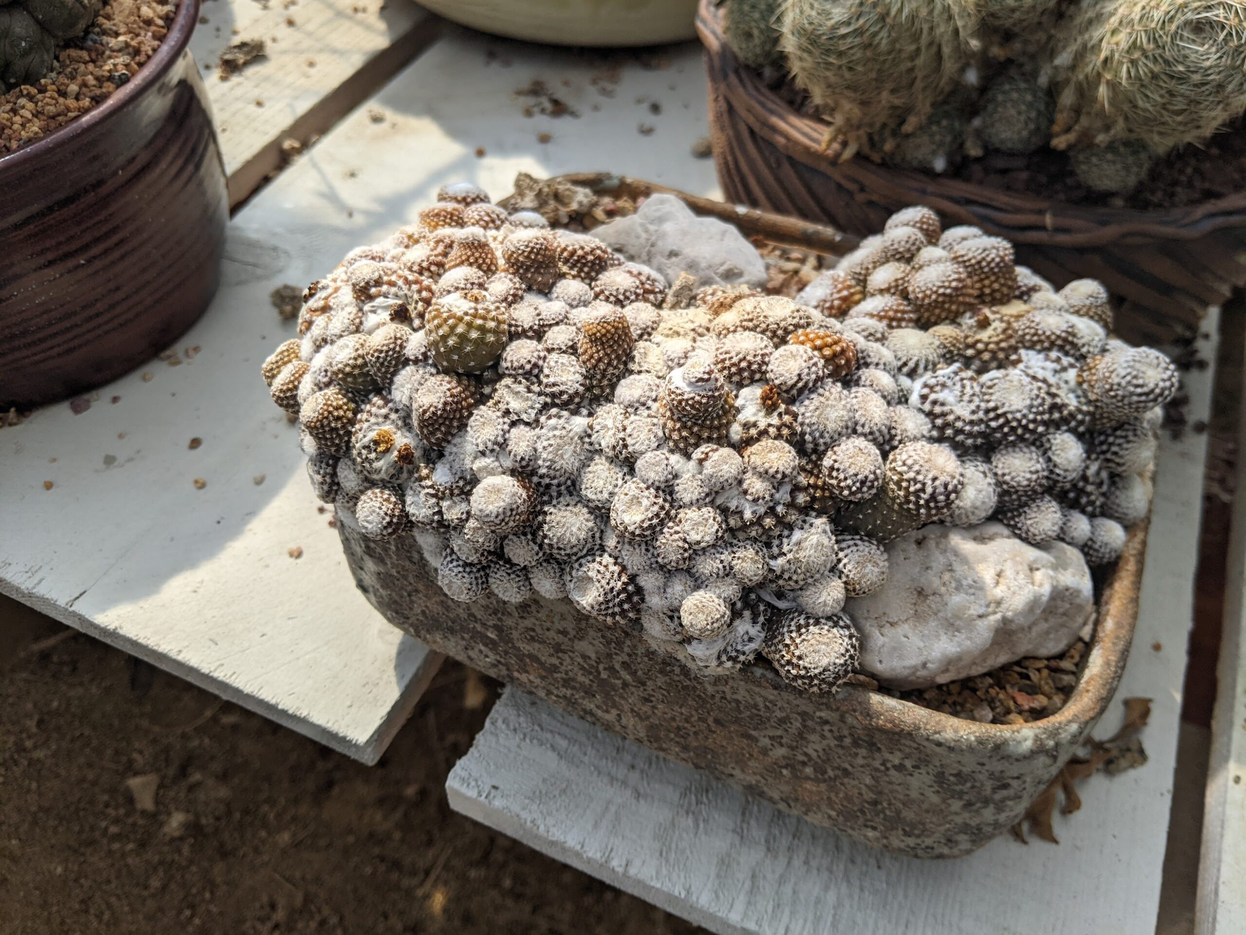 copiapoa laui