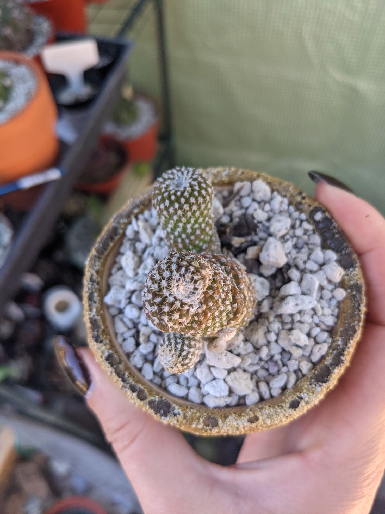 Copiapoa laui