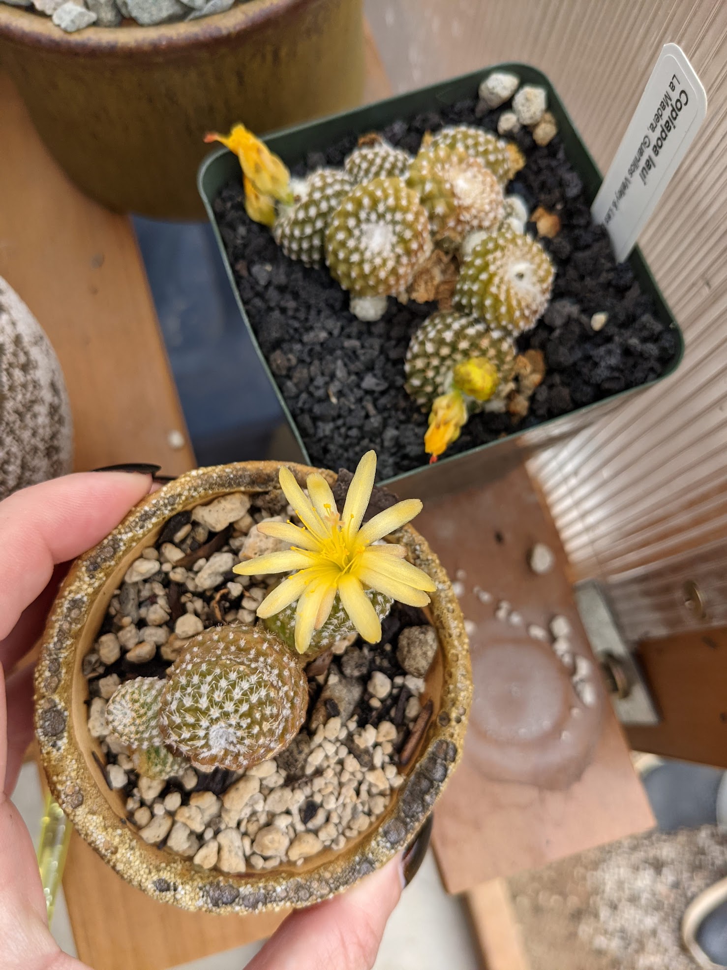 copiapoa laui