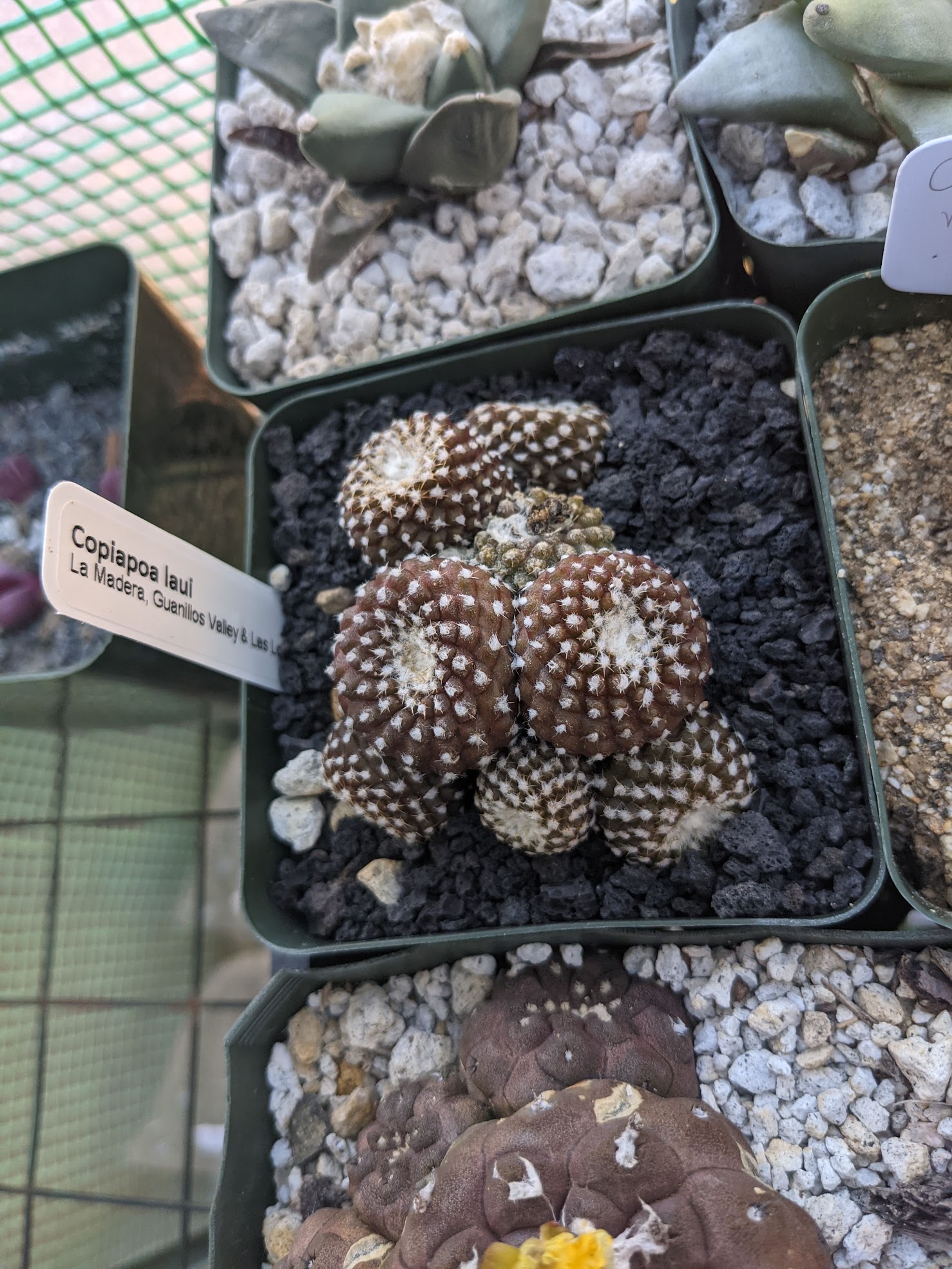 copiapoa laui