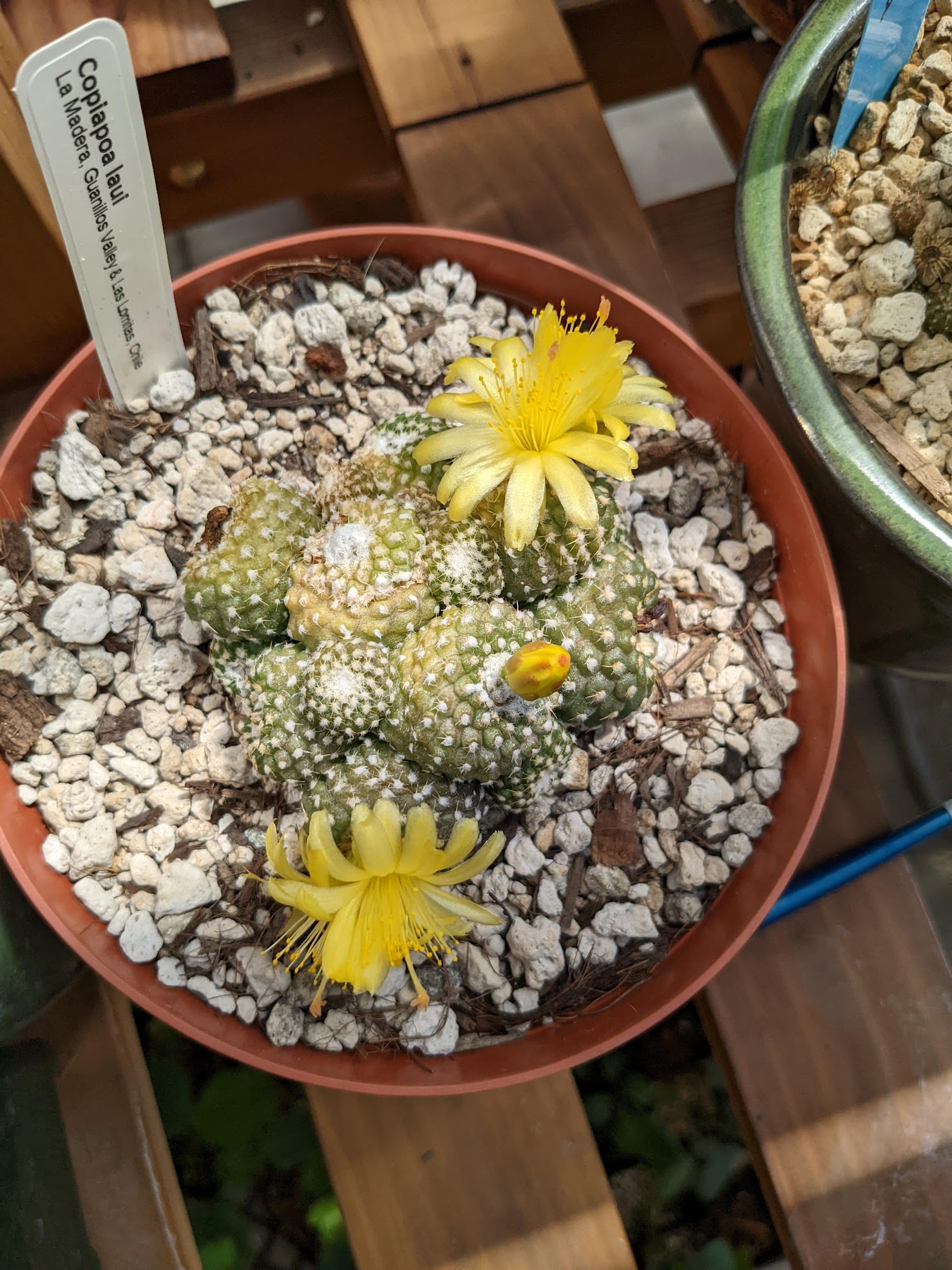 copiapoa laui