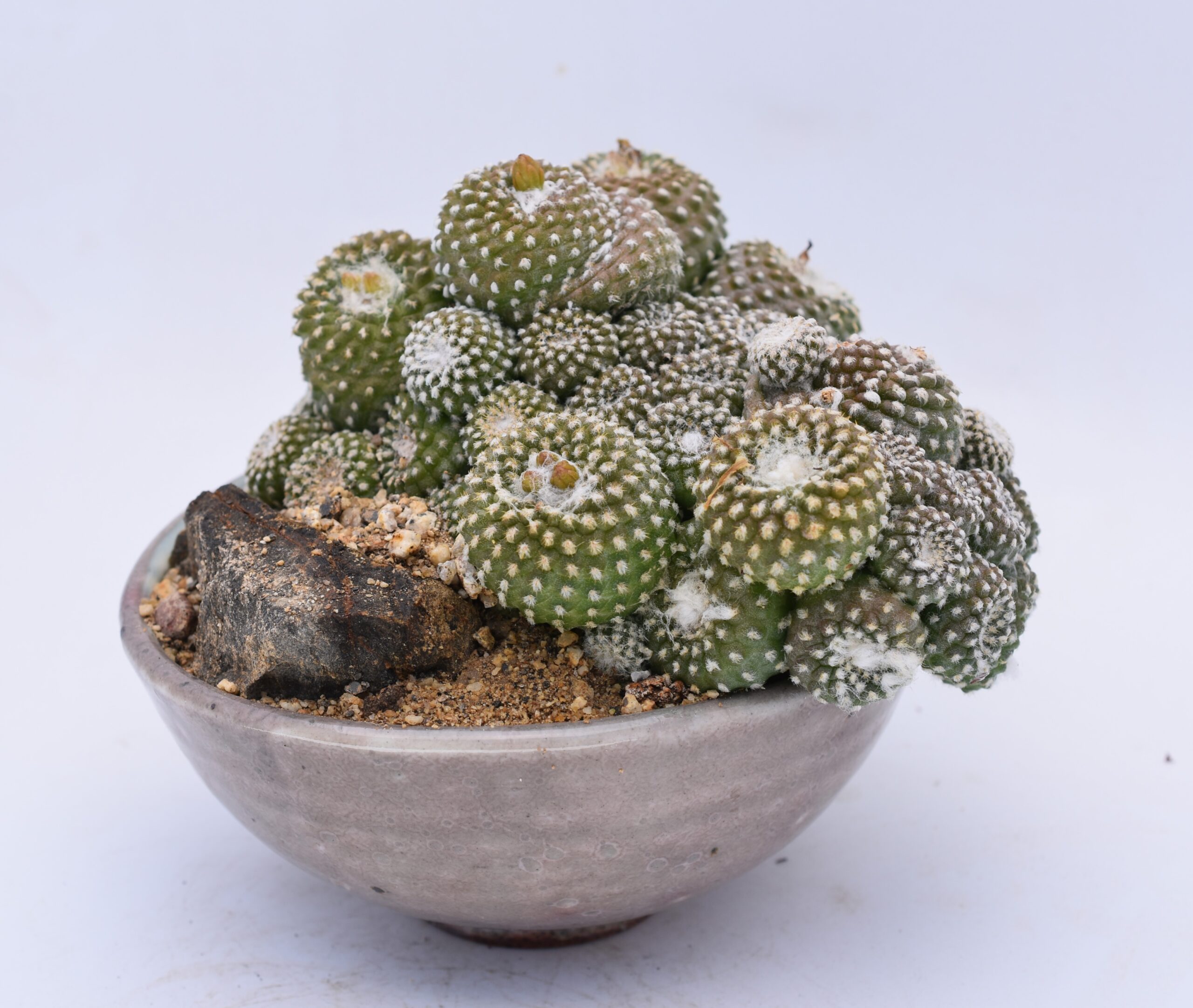 copiapoa laui