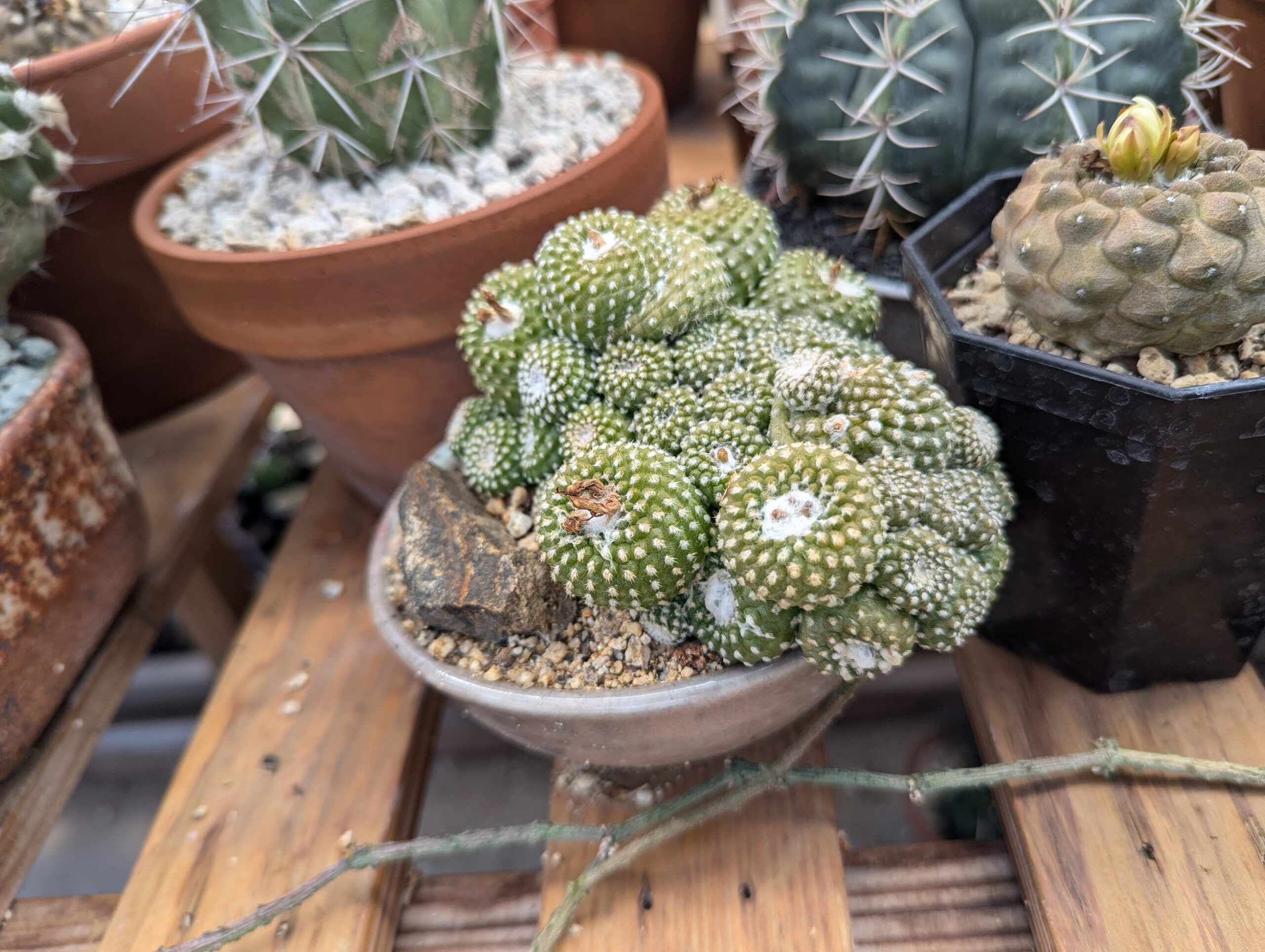 copiapoa laui