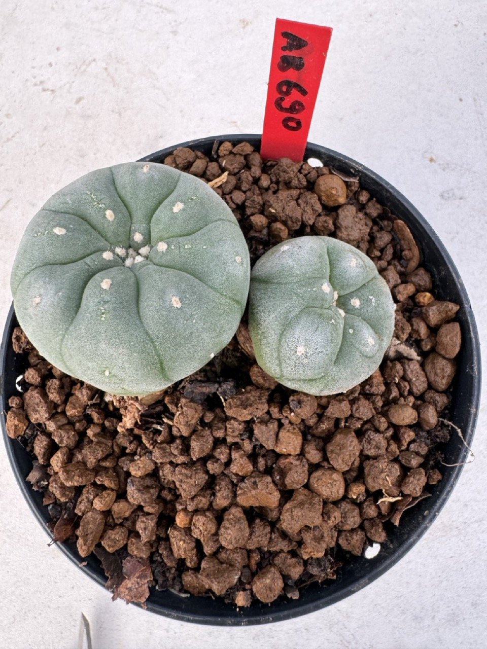 lophophora williamsii