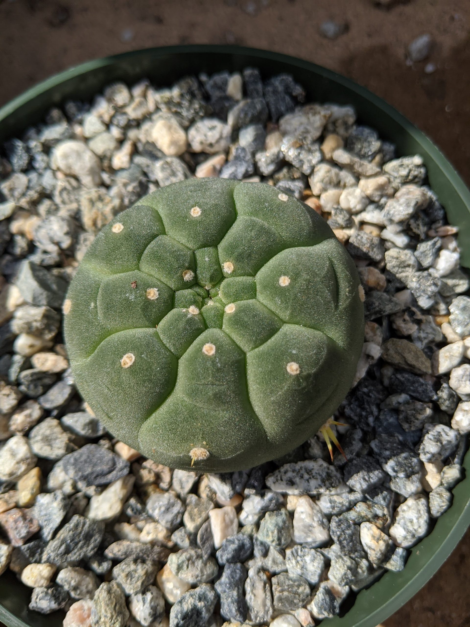 matucana madisoniorum