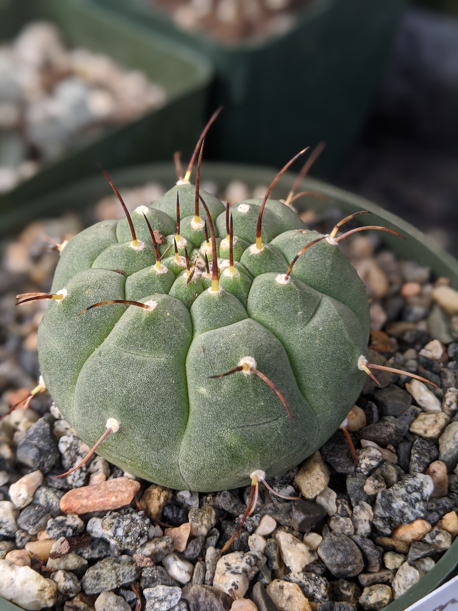 matucana madisoniorum