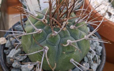 How to Grow Matucana madisoniorum