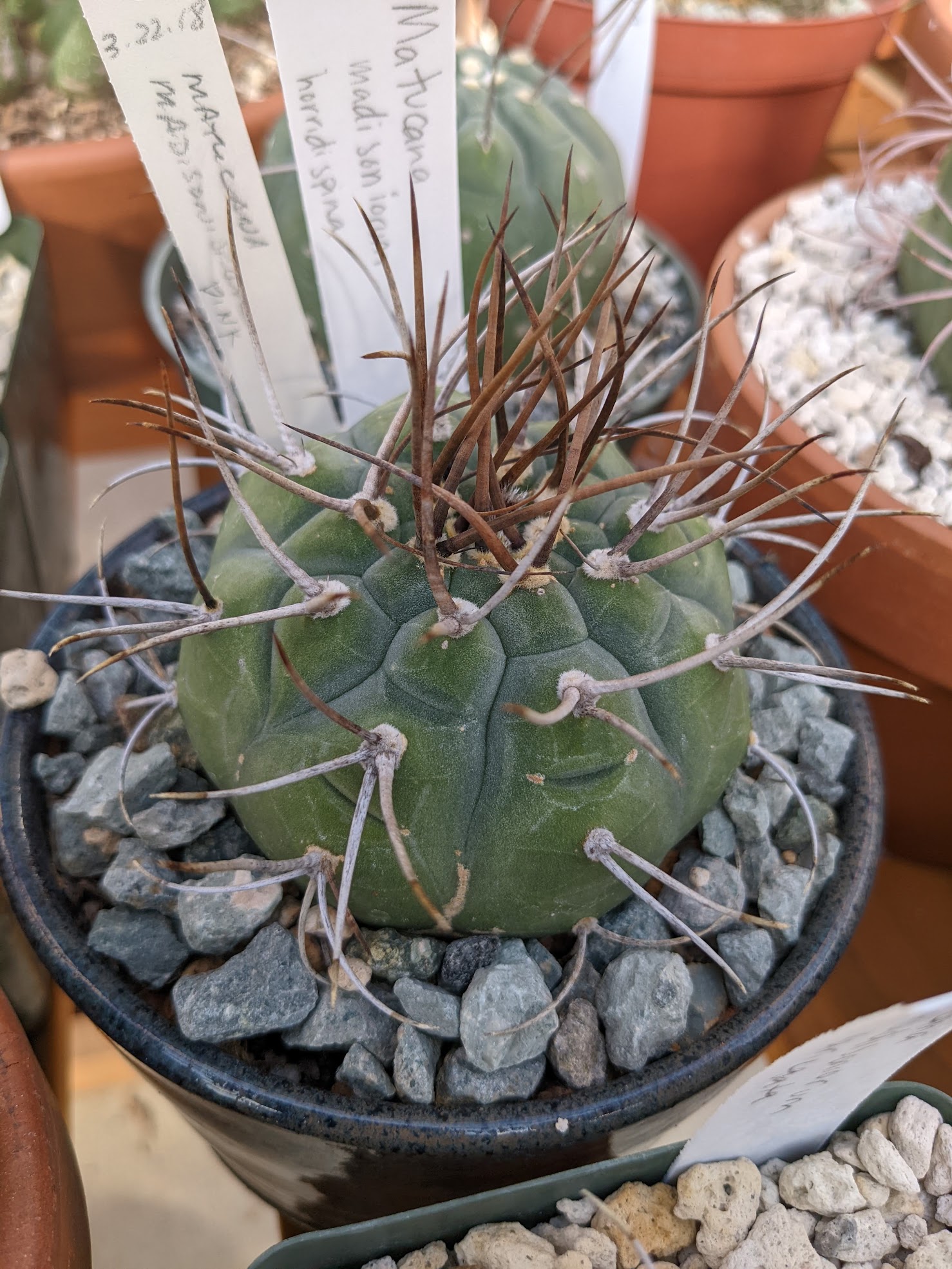 matucana madisoniorum