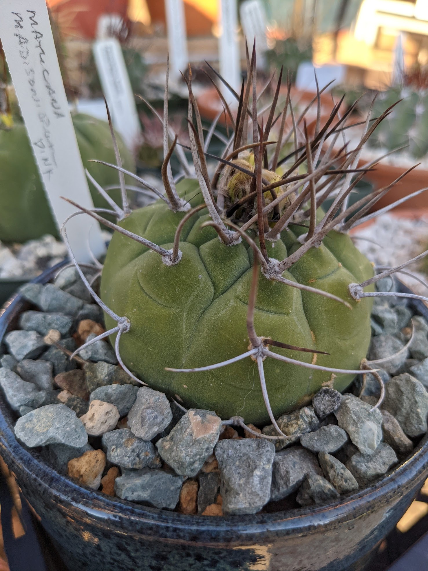 matucana madisoniorum