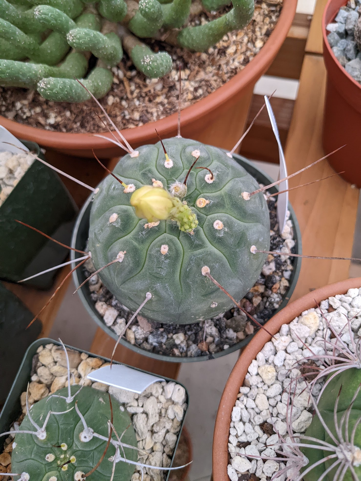 matucana madisoniorum