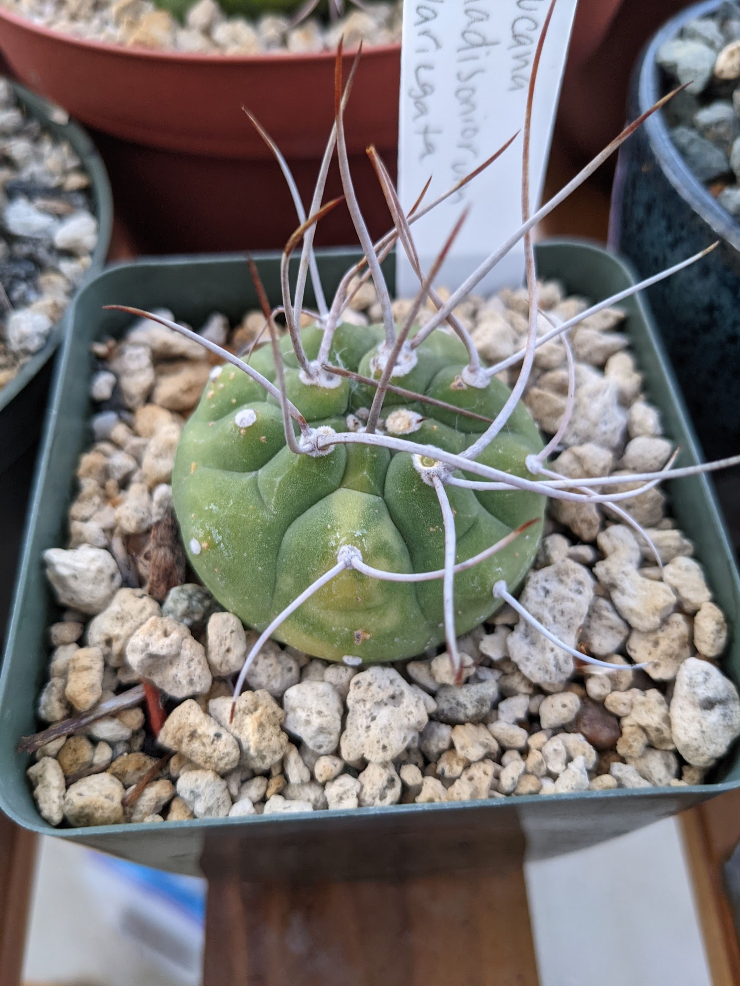 matucana madisoniorum