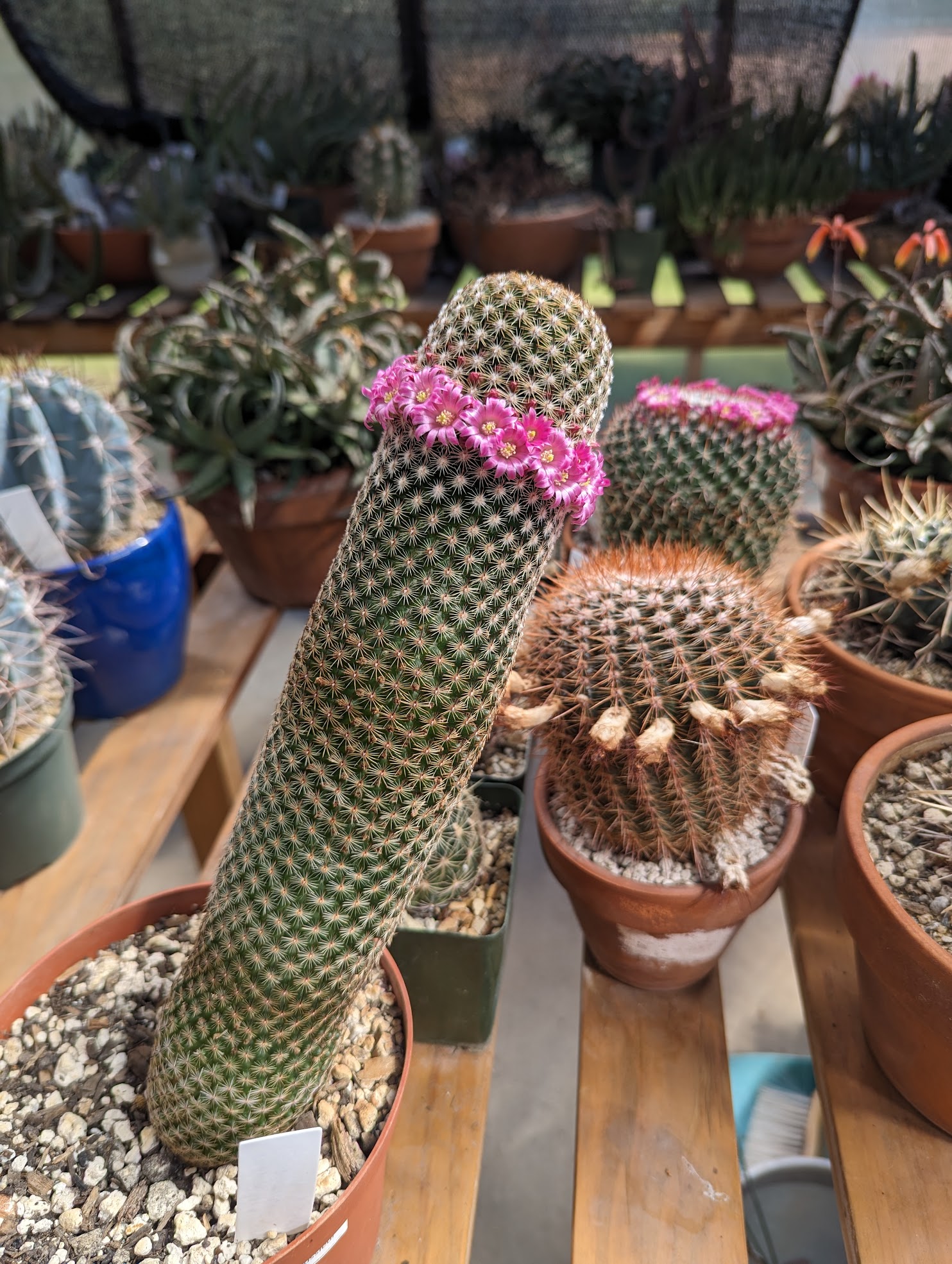 thumb cactus april 24 Mammillaria matudae