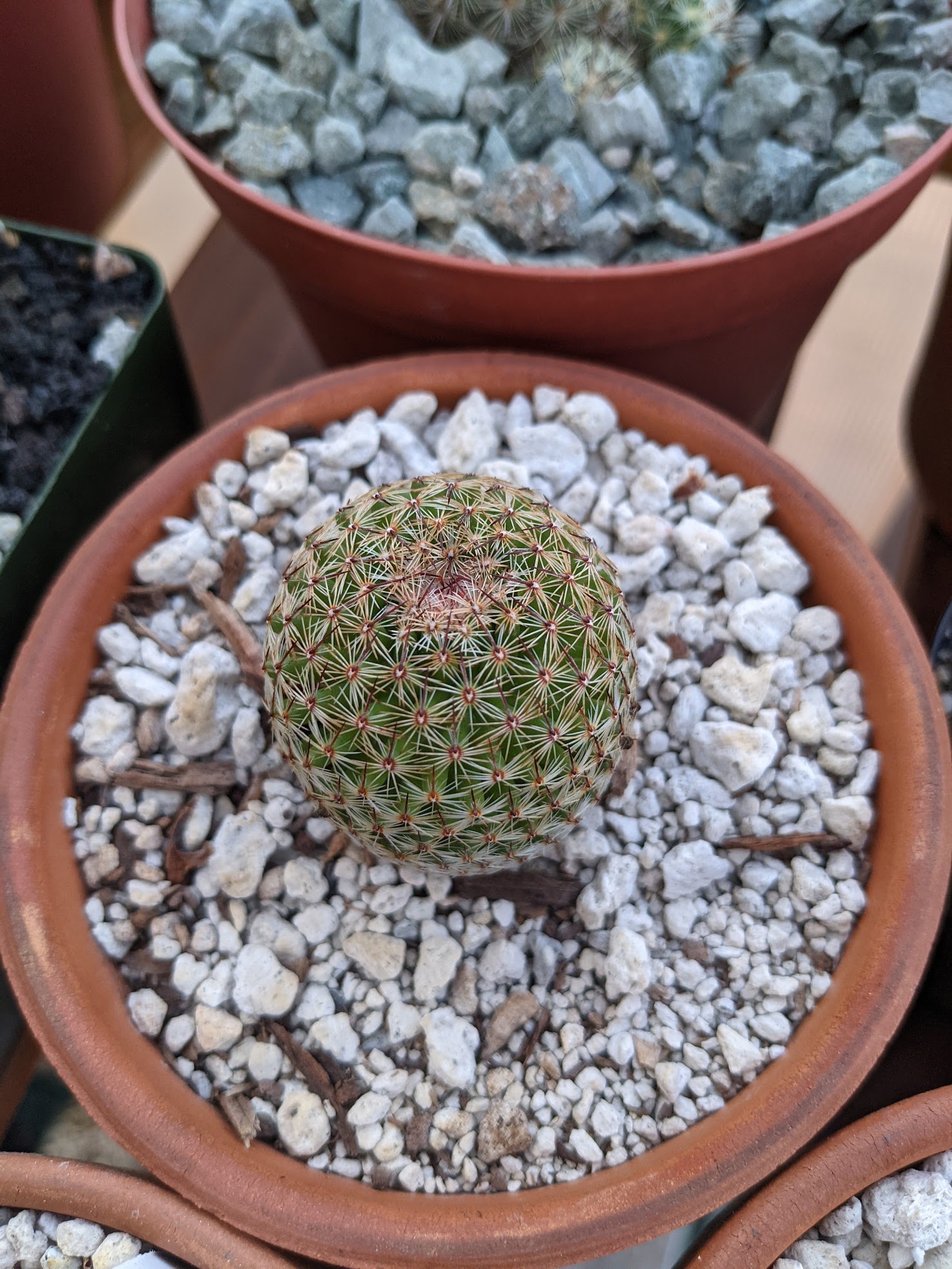 thumb cactus august 21 mammillaria matudae