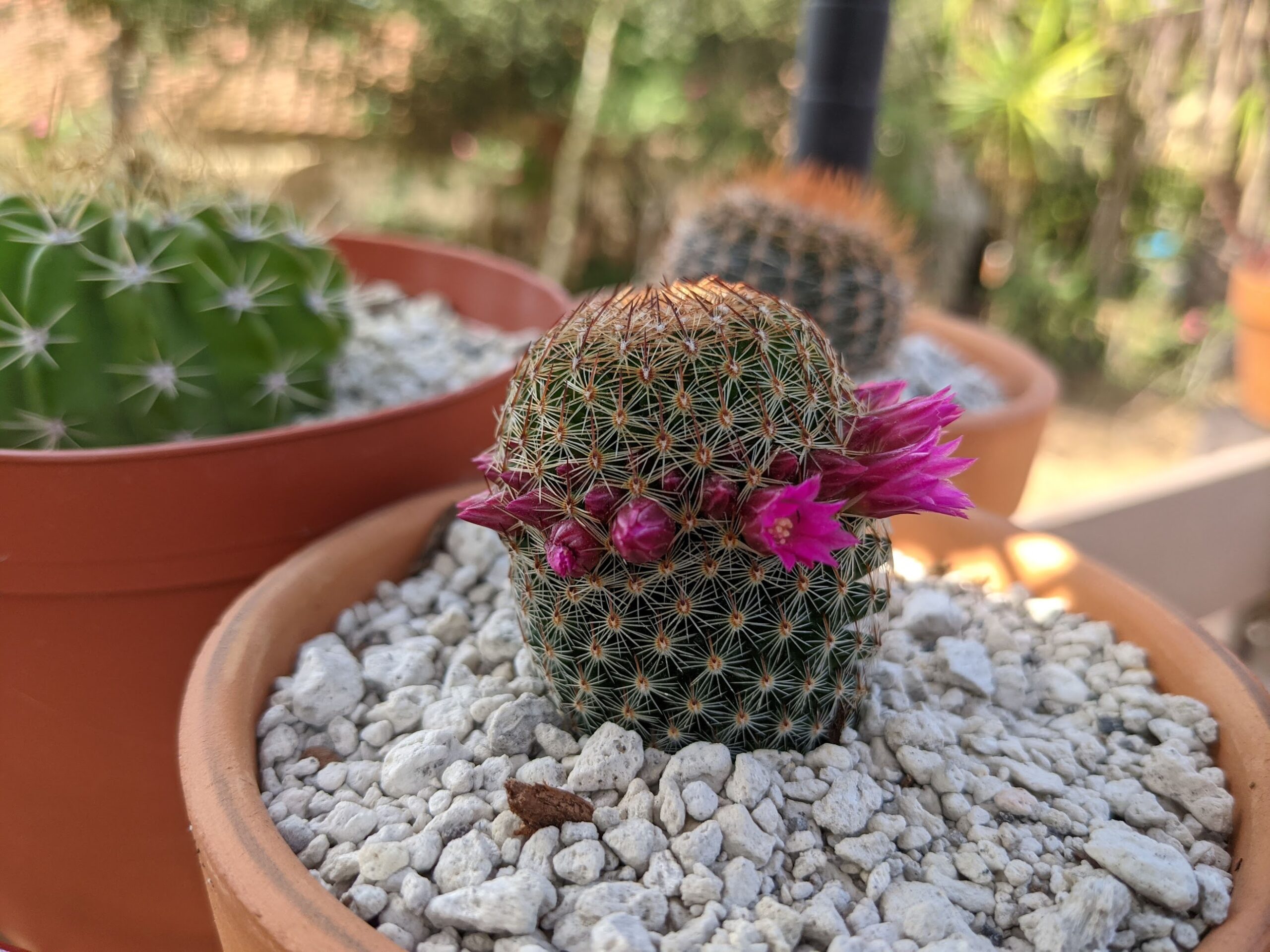 thumb cactus may 21 Mammillaria matudae