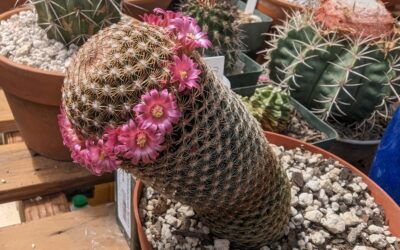 Growing Mammillaria matudae – The Thumb Cactus