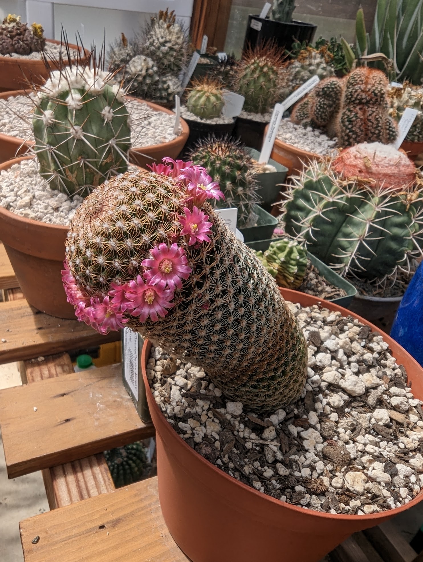 Growing Mammillaria matudae - The Thumb Cactus - Trex Plants