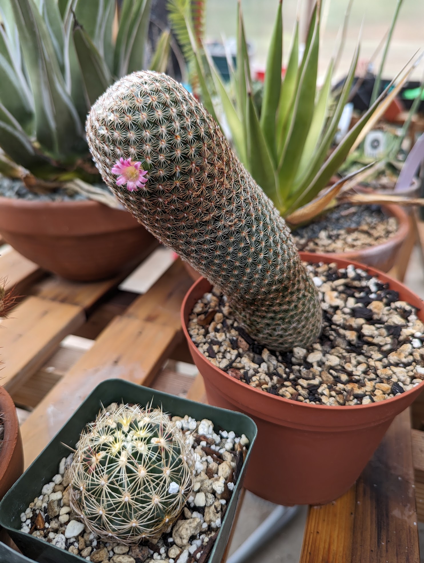 thumb cactus sept 23 Mammillaria matudae