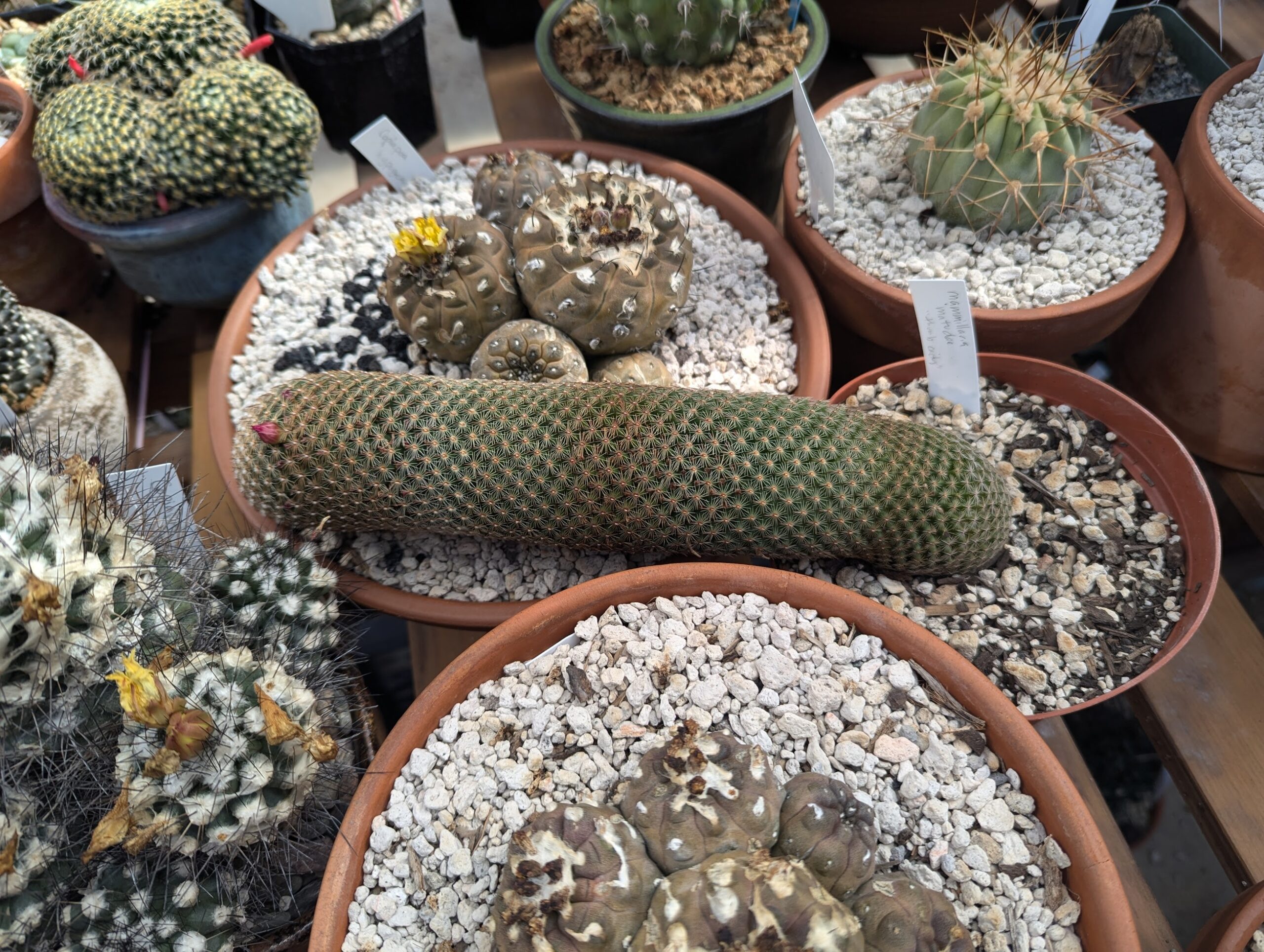 thumb july 2024 mammillaria matudae