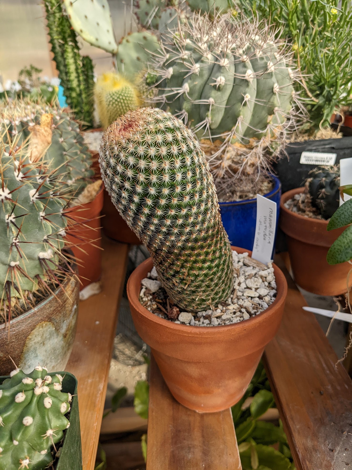 thumb nov 22 Mammillaria matudae