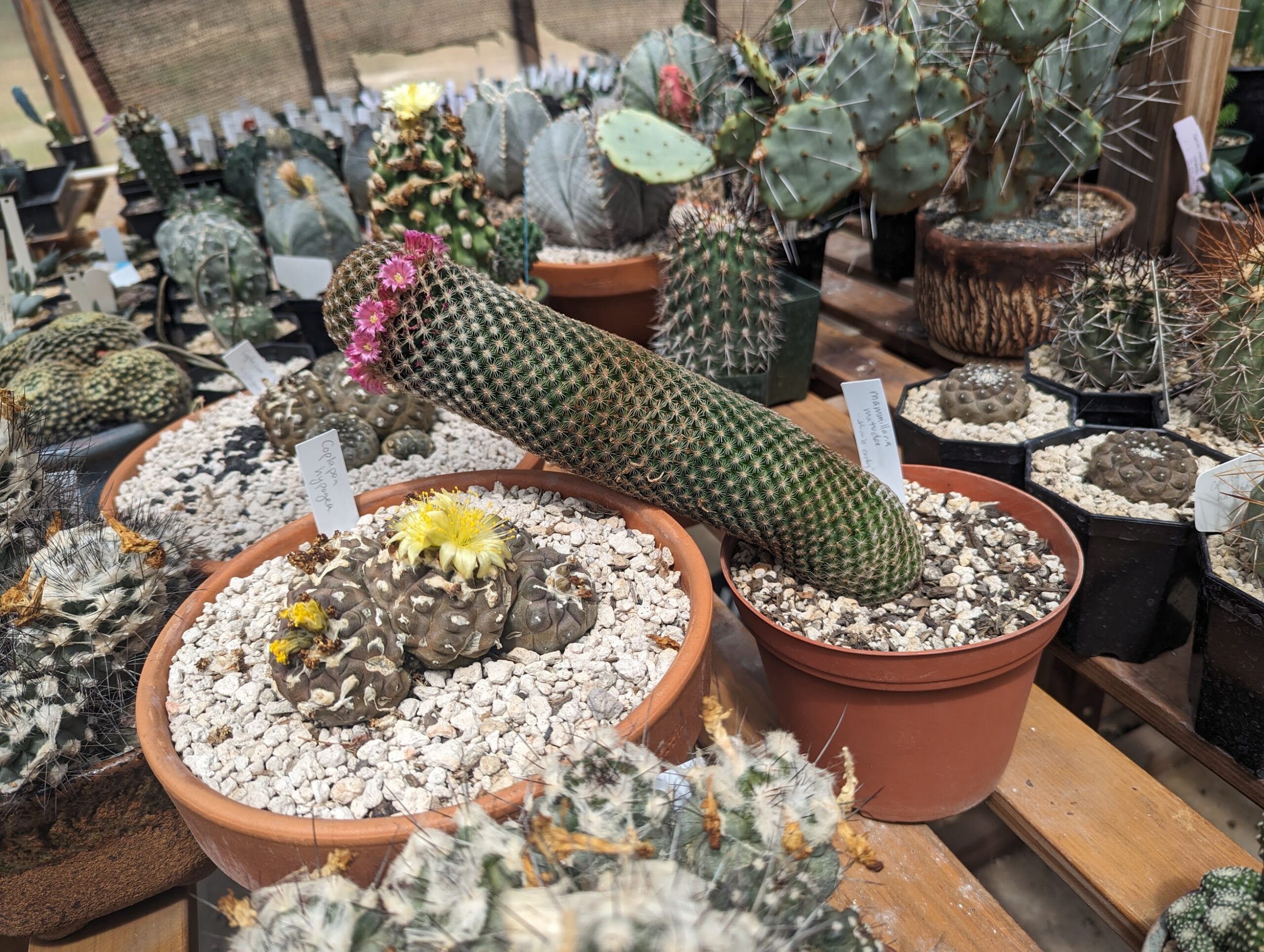 thumb sideways april 24 mammillaria matudae