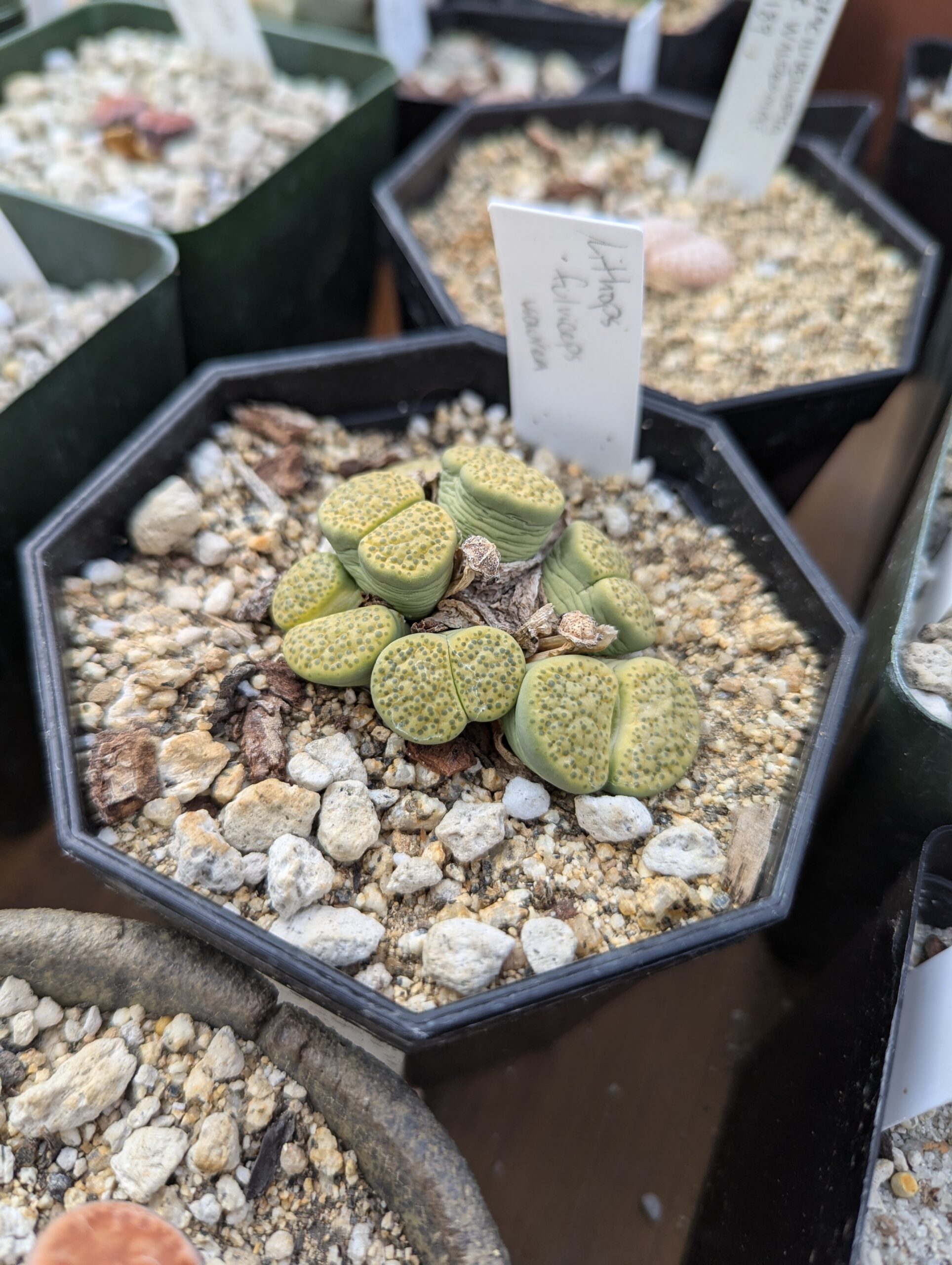 thirsty lithops