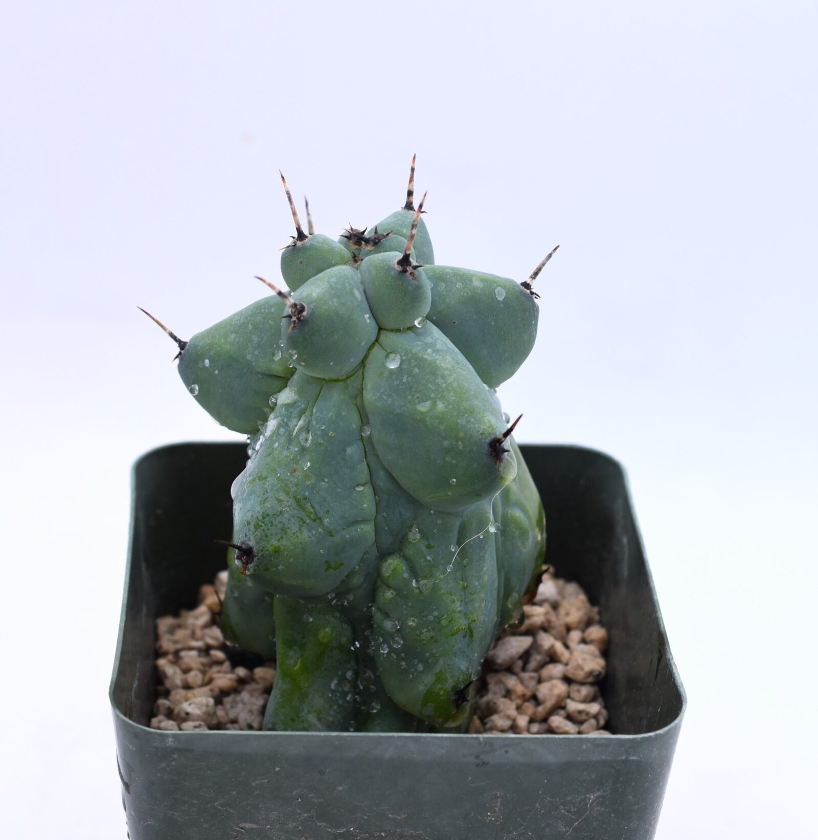 US Grown Myrtillocactus geometrizans cv "Fukurokuryuzinboku" (Booby Cactus) - Image 2