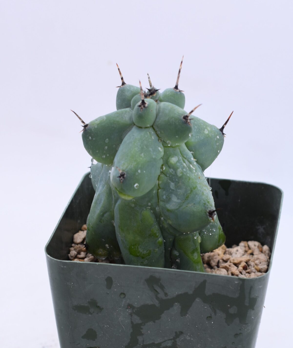 myrtillocactus geometrizans fukurokuryuzinboku