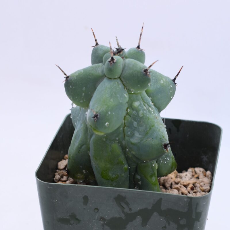 myrtillocactus geometrizans fukurokuryuzinboku