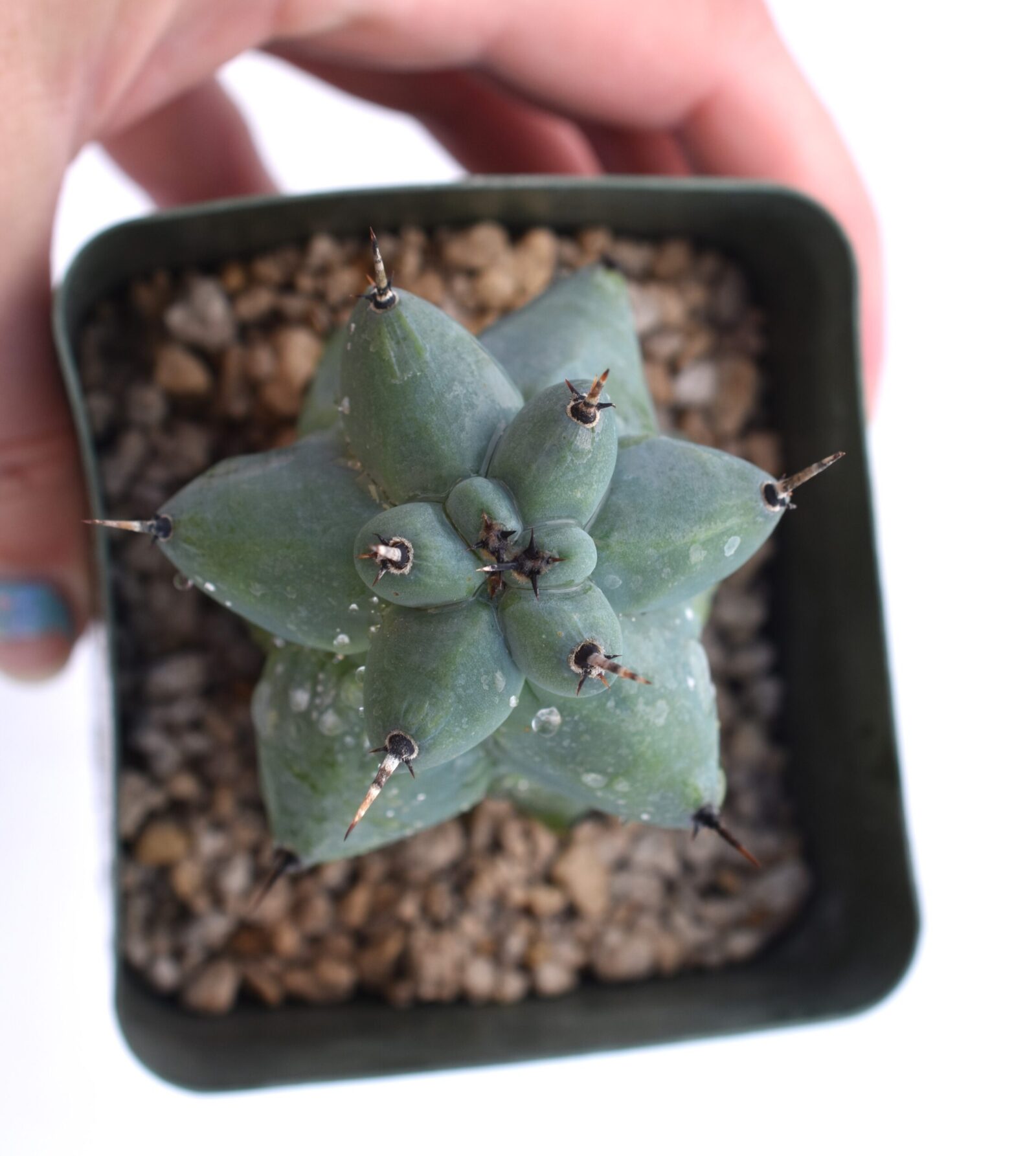 US Grown Myrtillocactus geometrizans cv "Fukurokuryuzinboku" (Booby Cactus) - Image 4