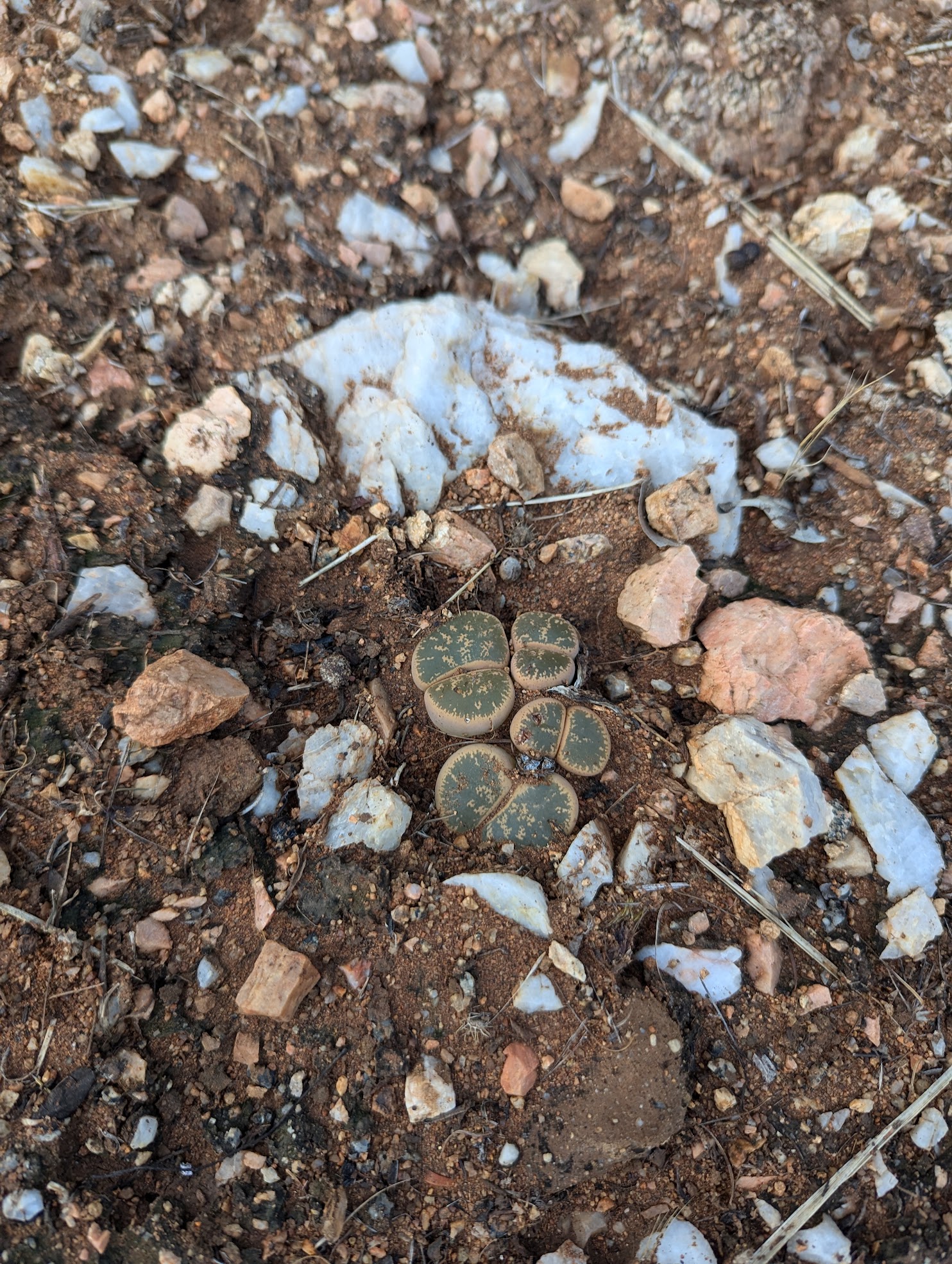 lithops