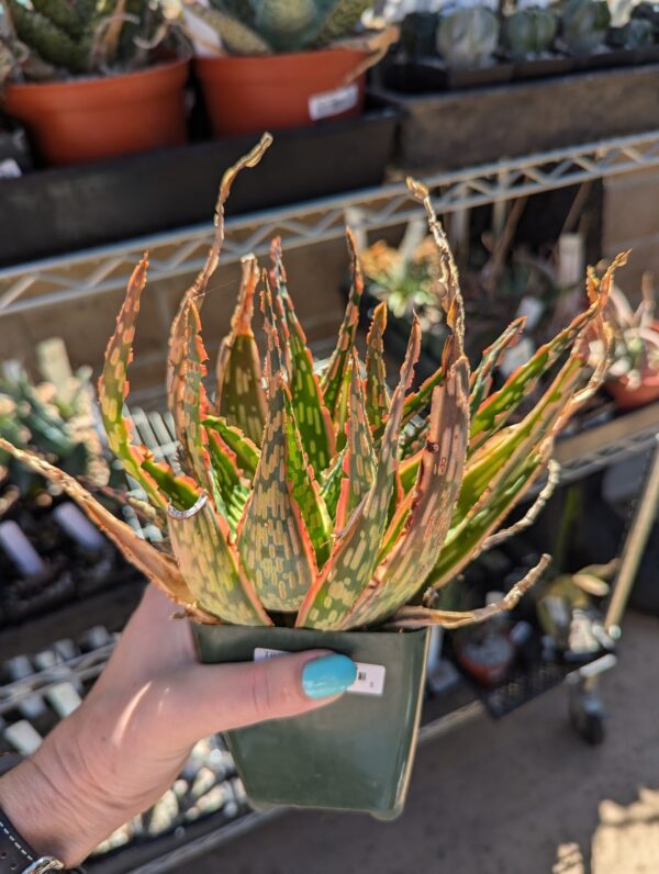 aloe krakatoa