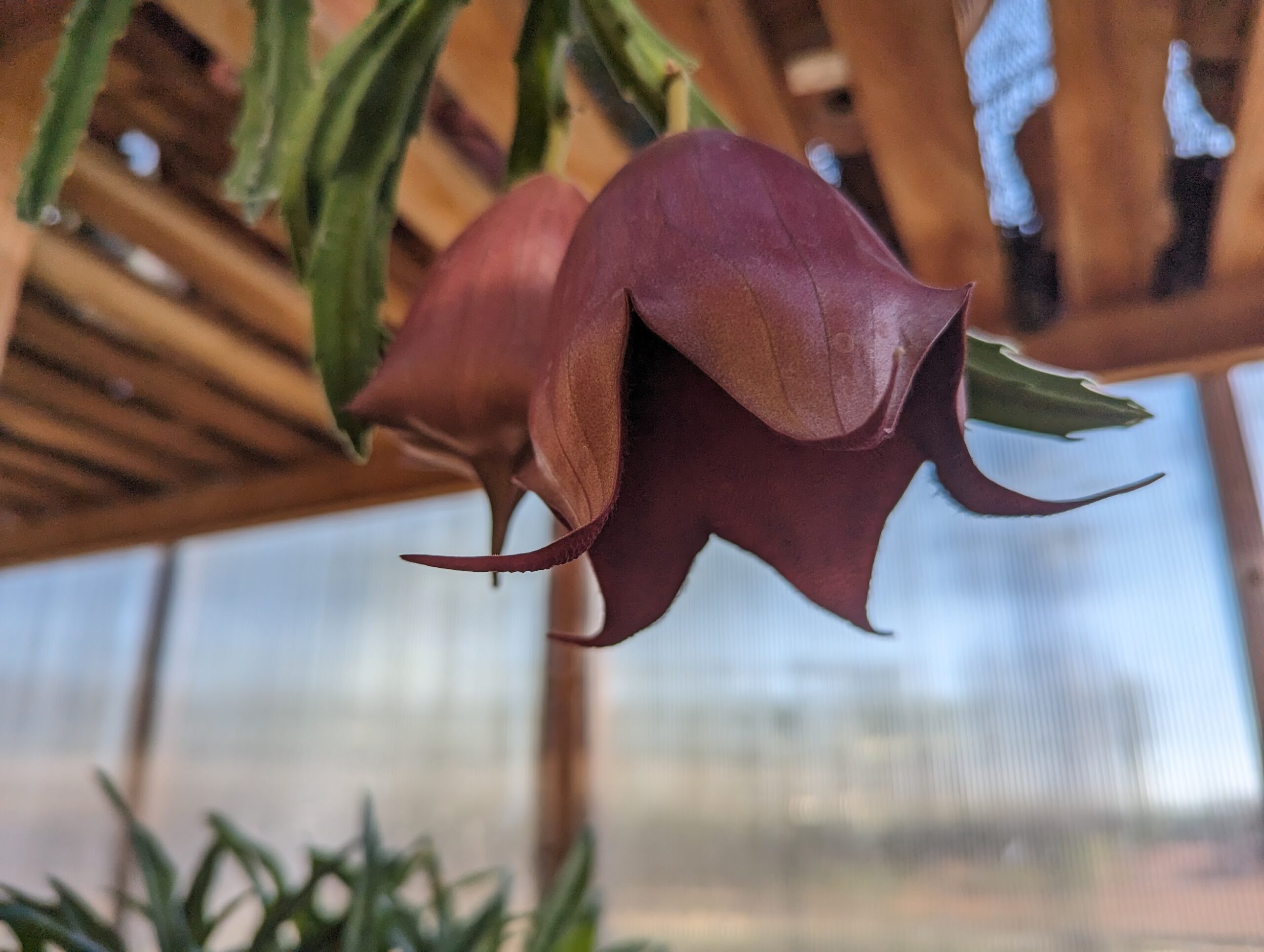 leendertziae 1 stapelia leendertziae
