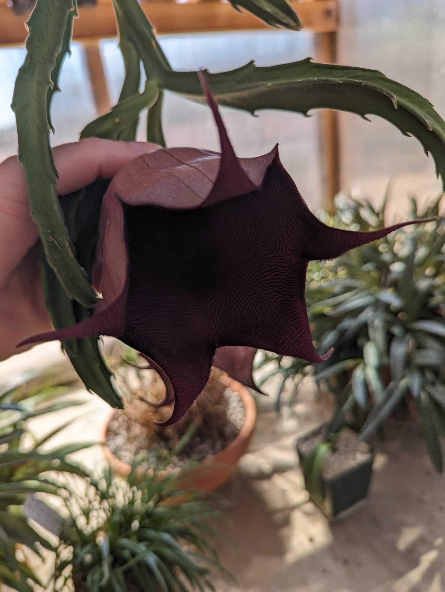 leendertziae 2 stapelia leendertziae