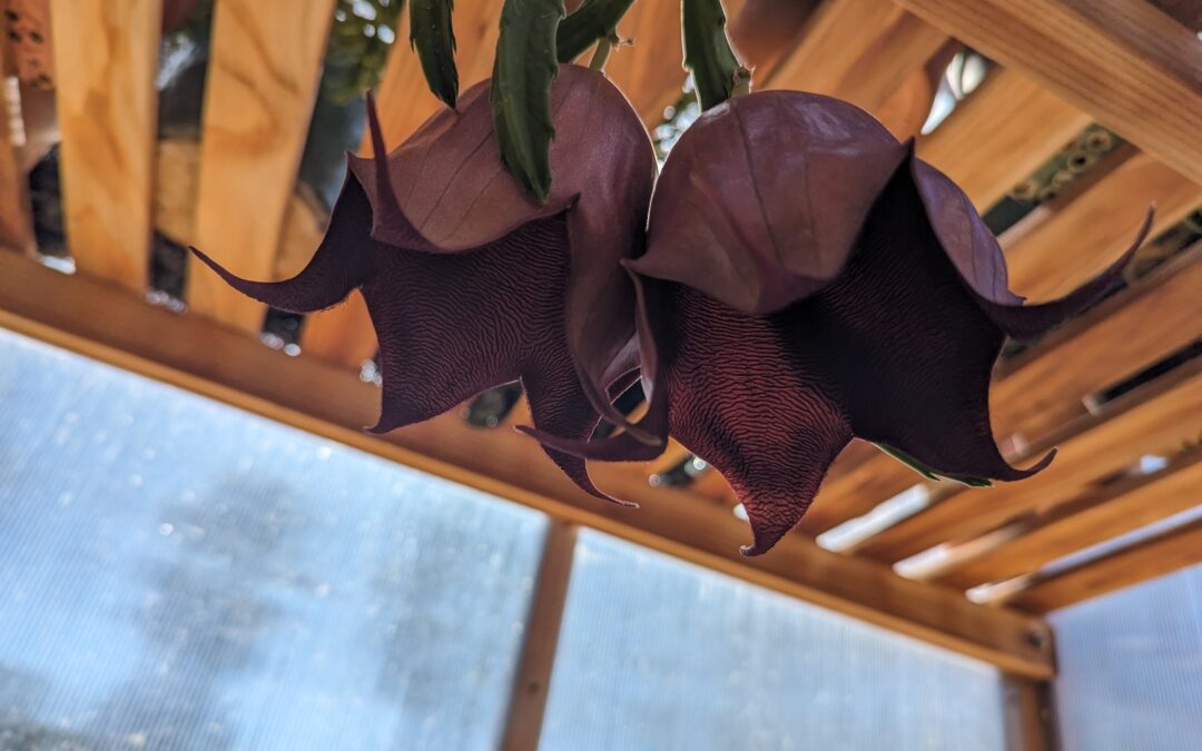 Stapelia leendertziae – Growing the Black Bell Flower