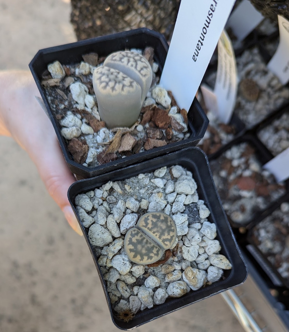 lithops karasmontana