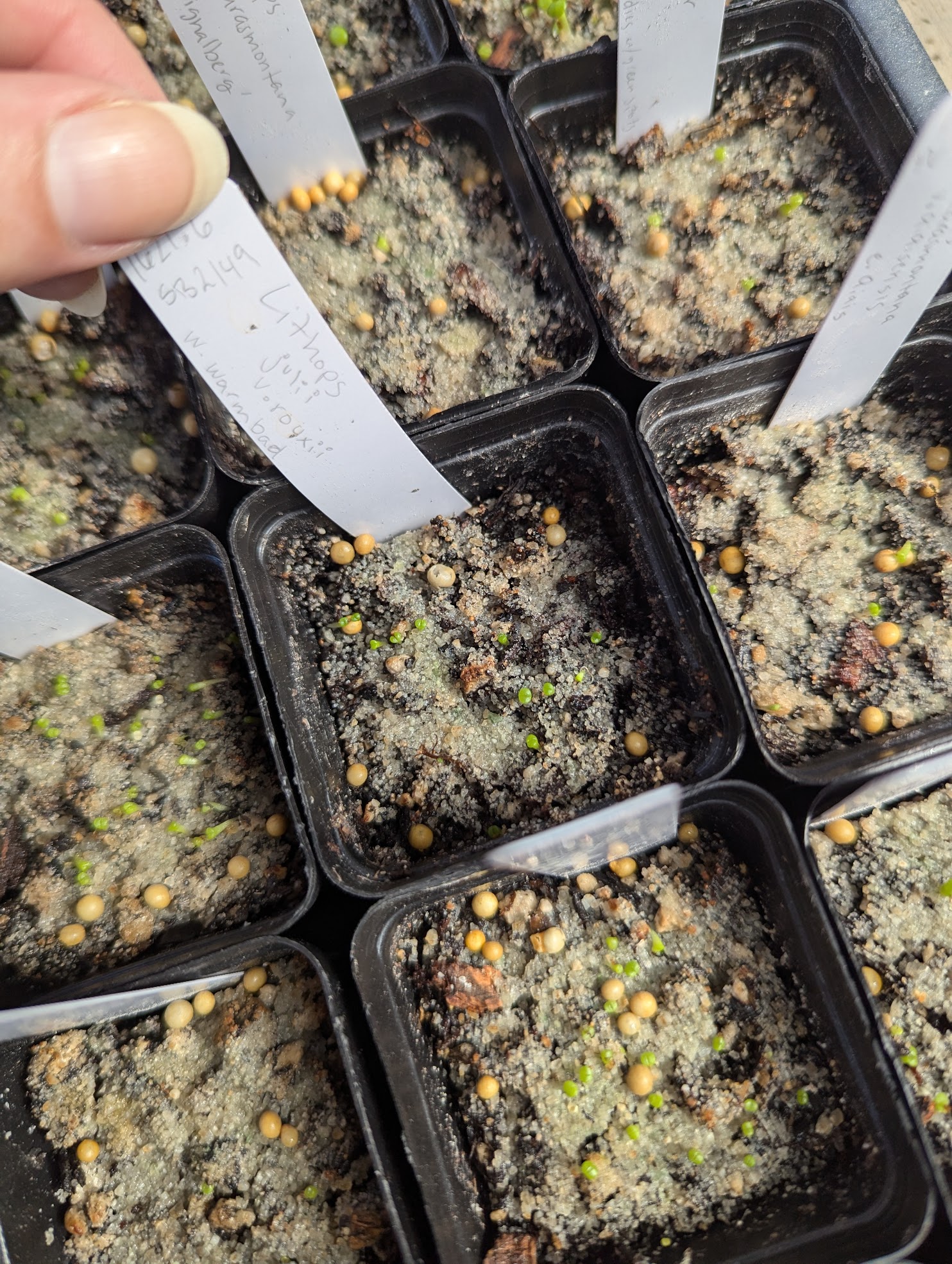 lithops seedlings