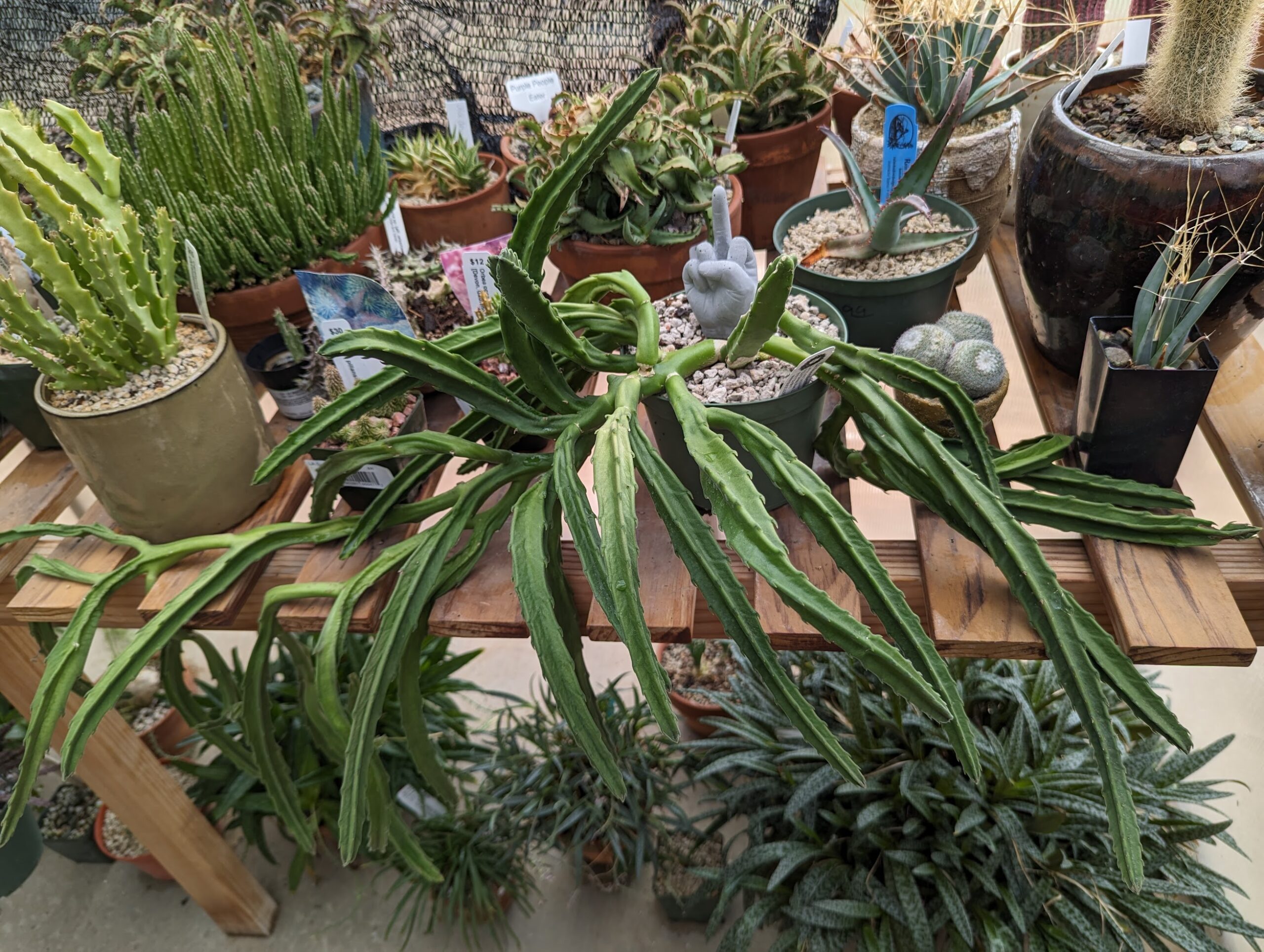 llendertziae 1 stapelia leendertziae