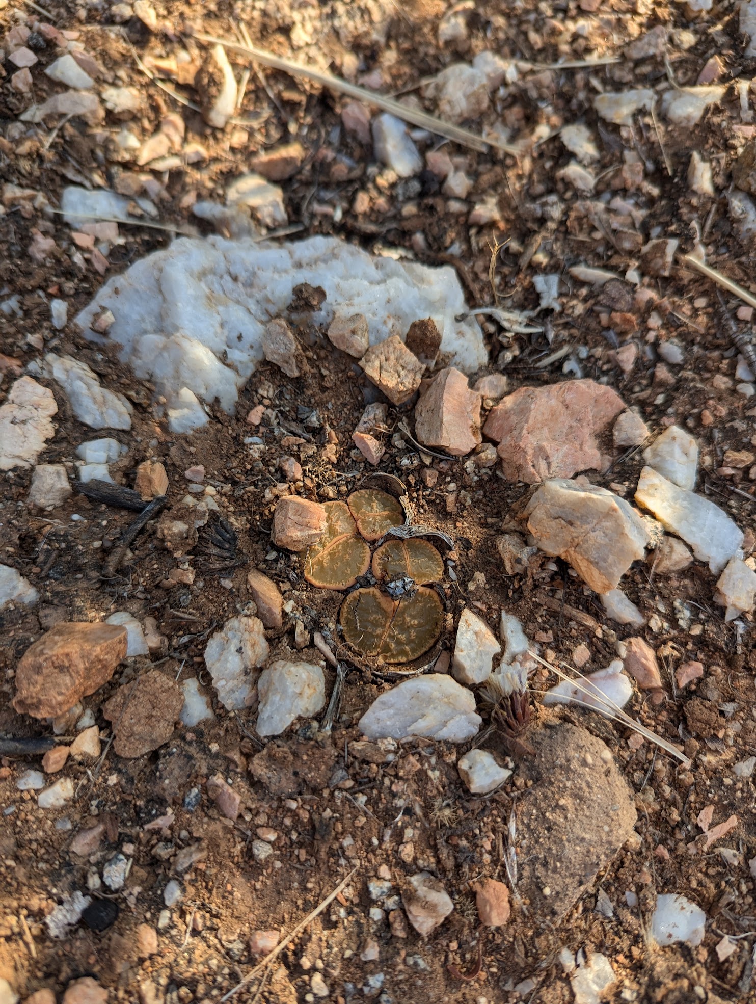 in ground lithops