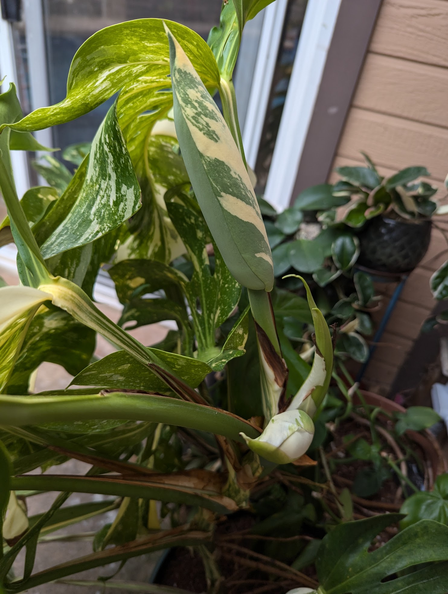 albo blooms aug 24 monstera deliciosa albo flower