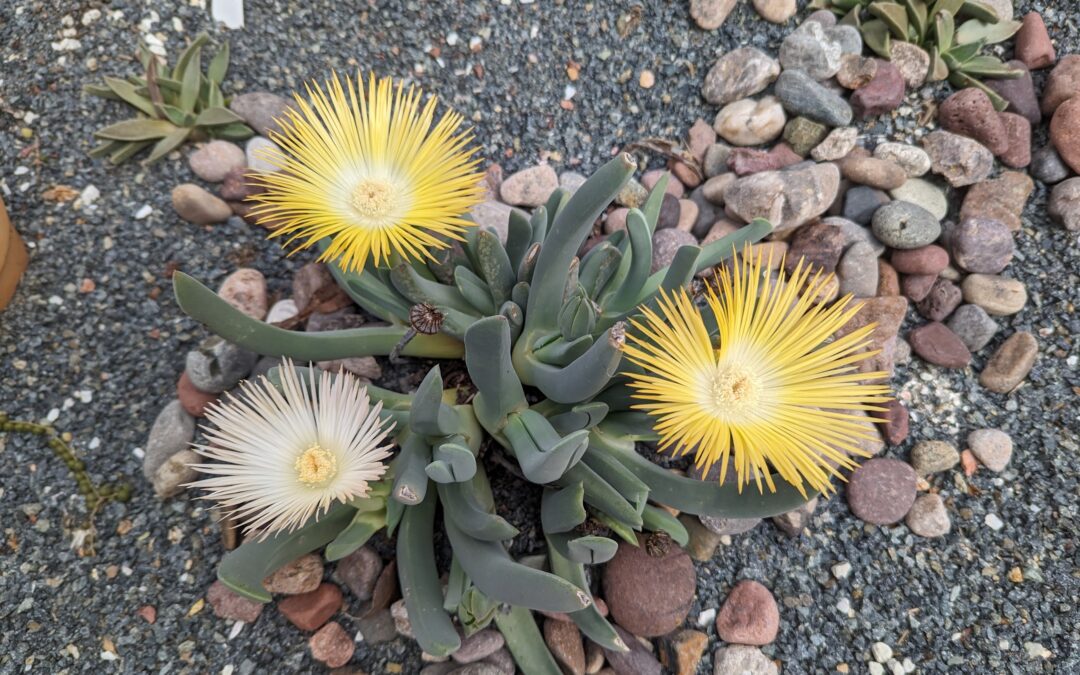 Cheiridopsis denticulata – Lobster Claws succulent