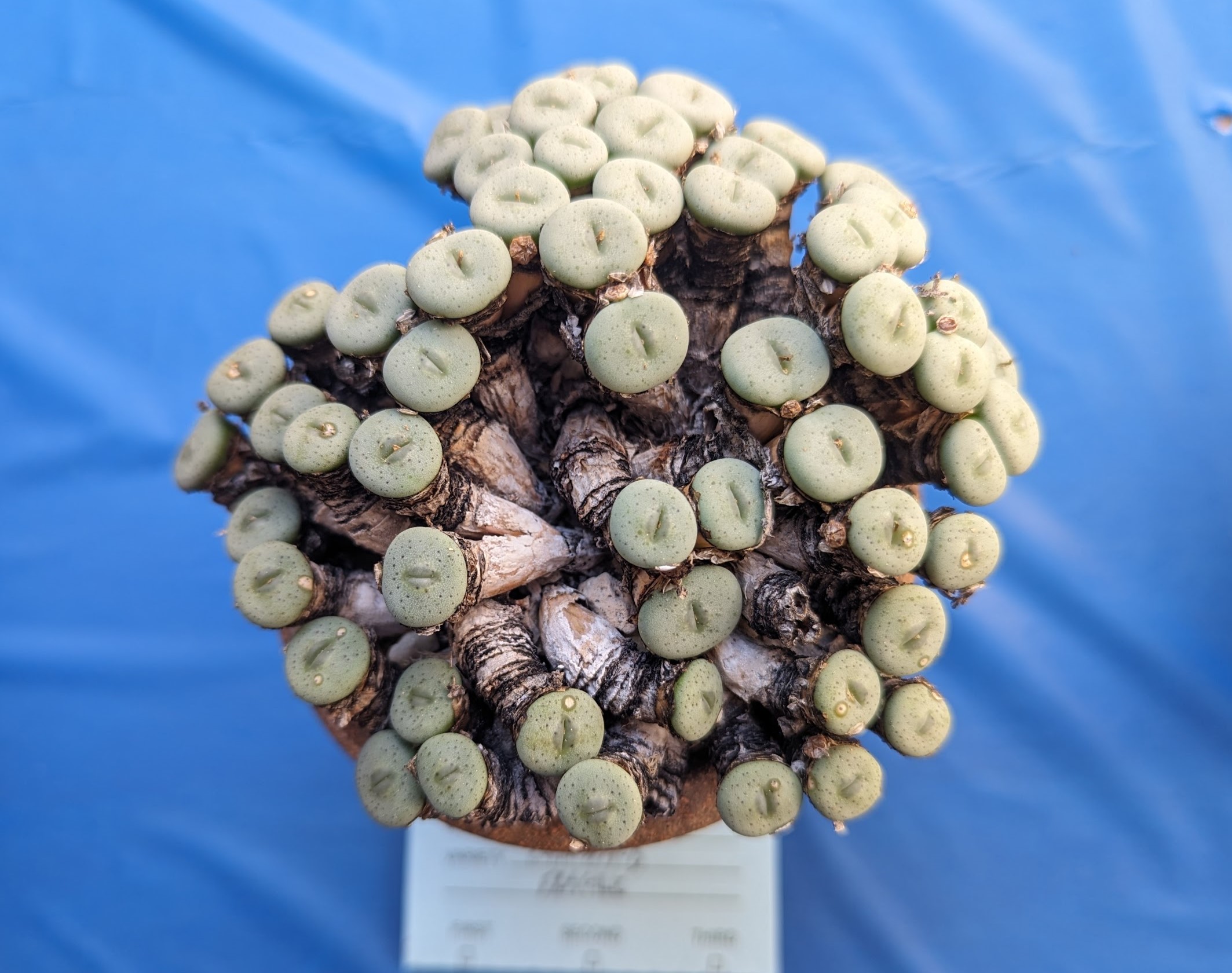 conophytum fragile