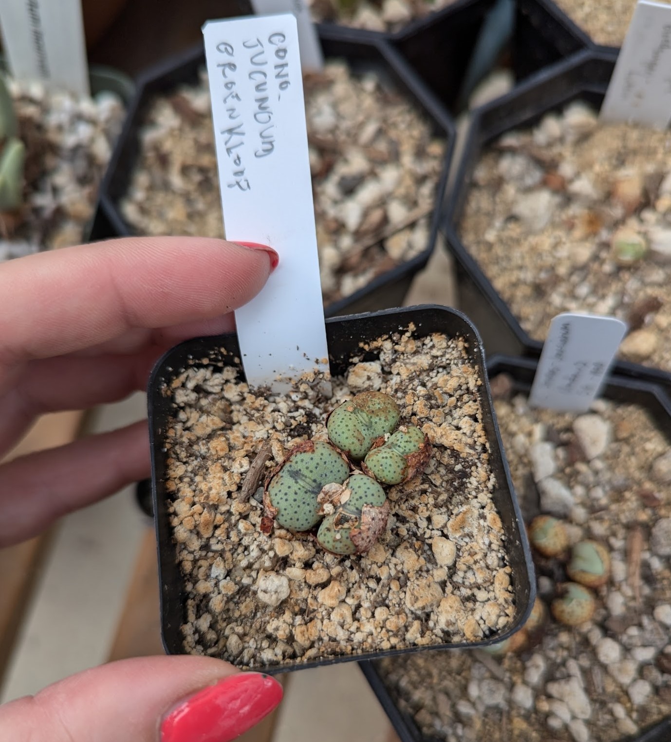 cono jcucundum sept 24 Conophytum jucundum