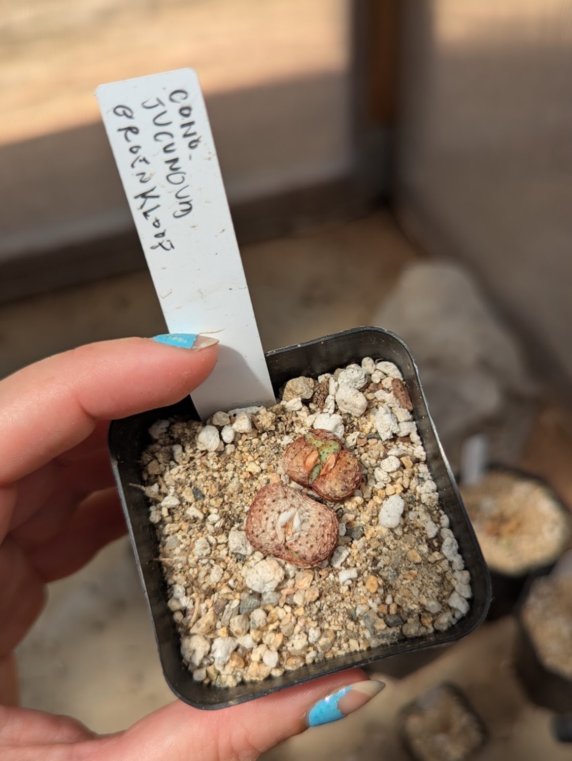 cono jucundum july 29 24 Conophytum jucundum dormant