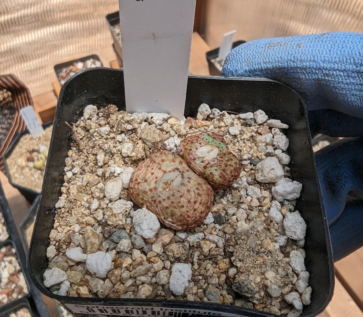 cono jucundum june 5 24 conophytum jucundum