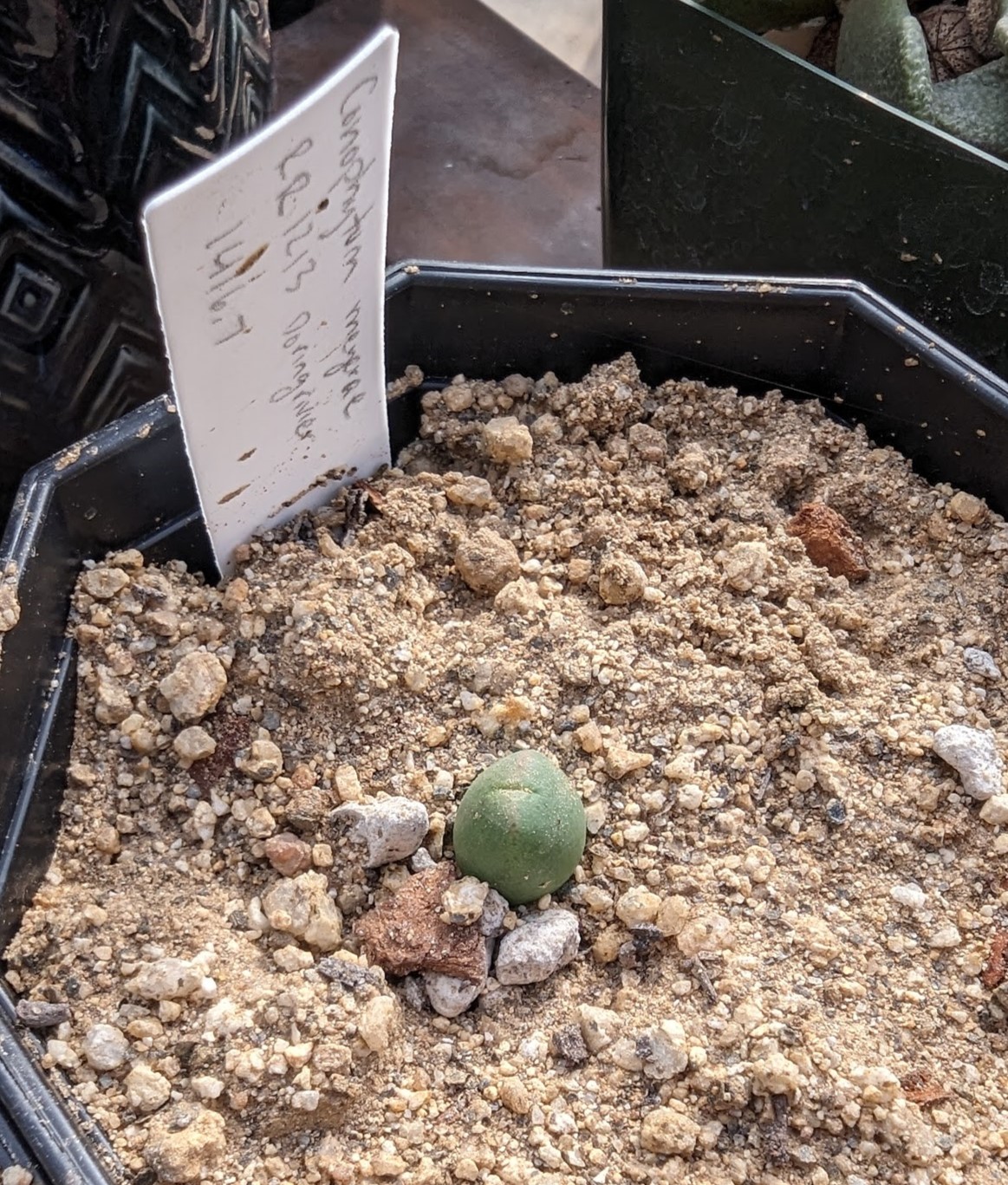 cono meyerae march 9 24 conophytum meyeri