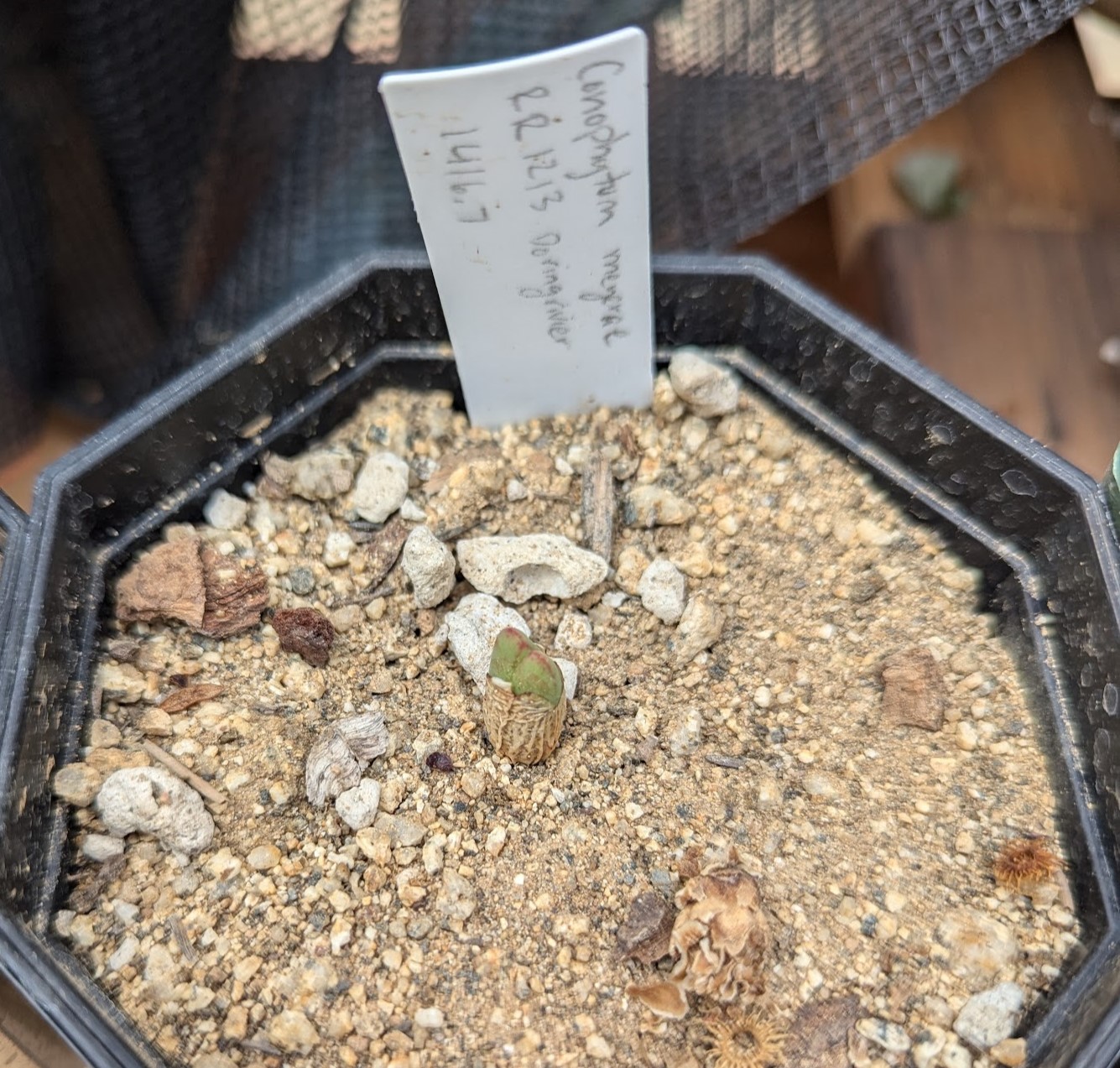 cono meyerae sept 24 conophytum meyeri