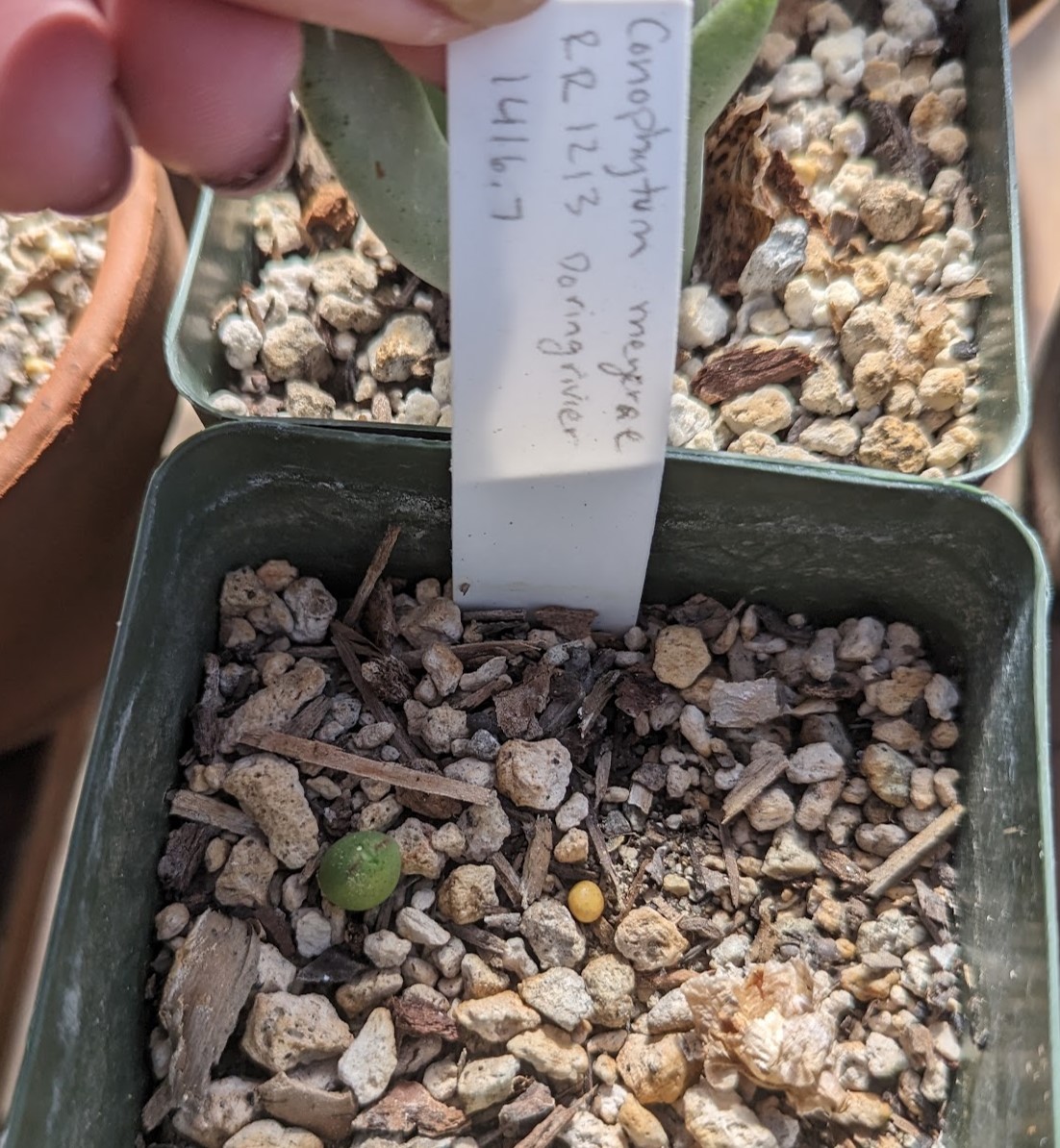 cono meyeri nov 3 23 conophytum meyeri